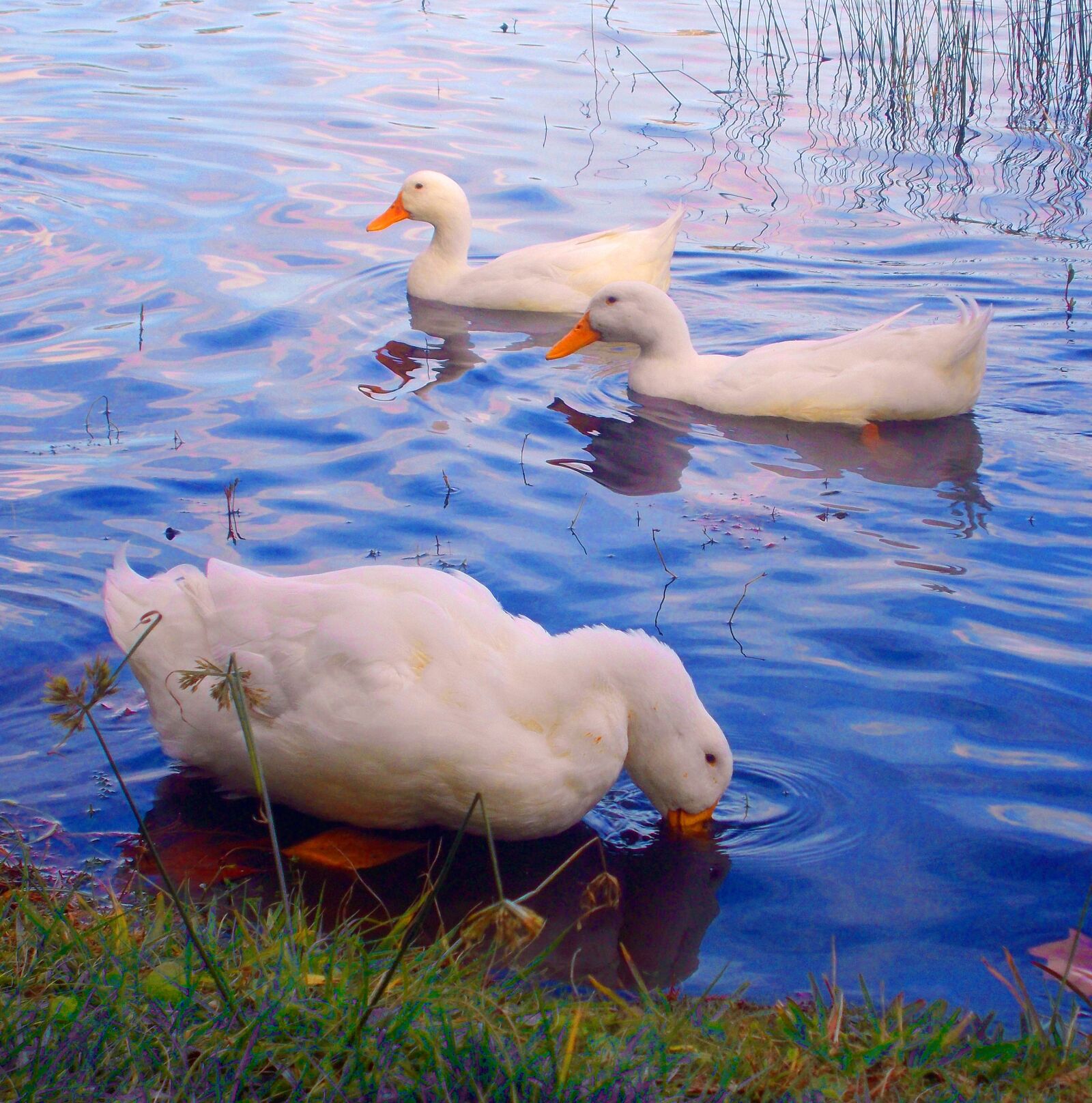 Nikon Coolpix A10 sample photo. Ducks, water, bird photography