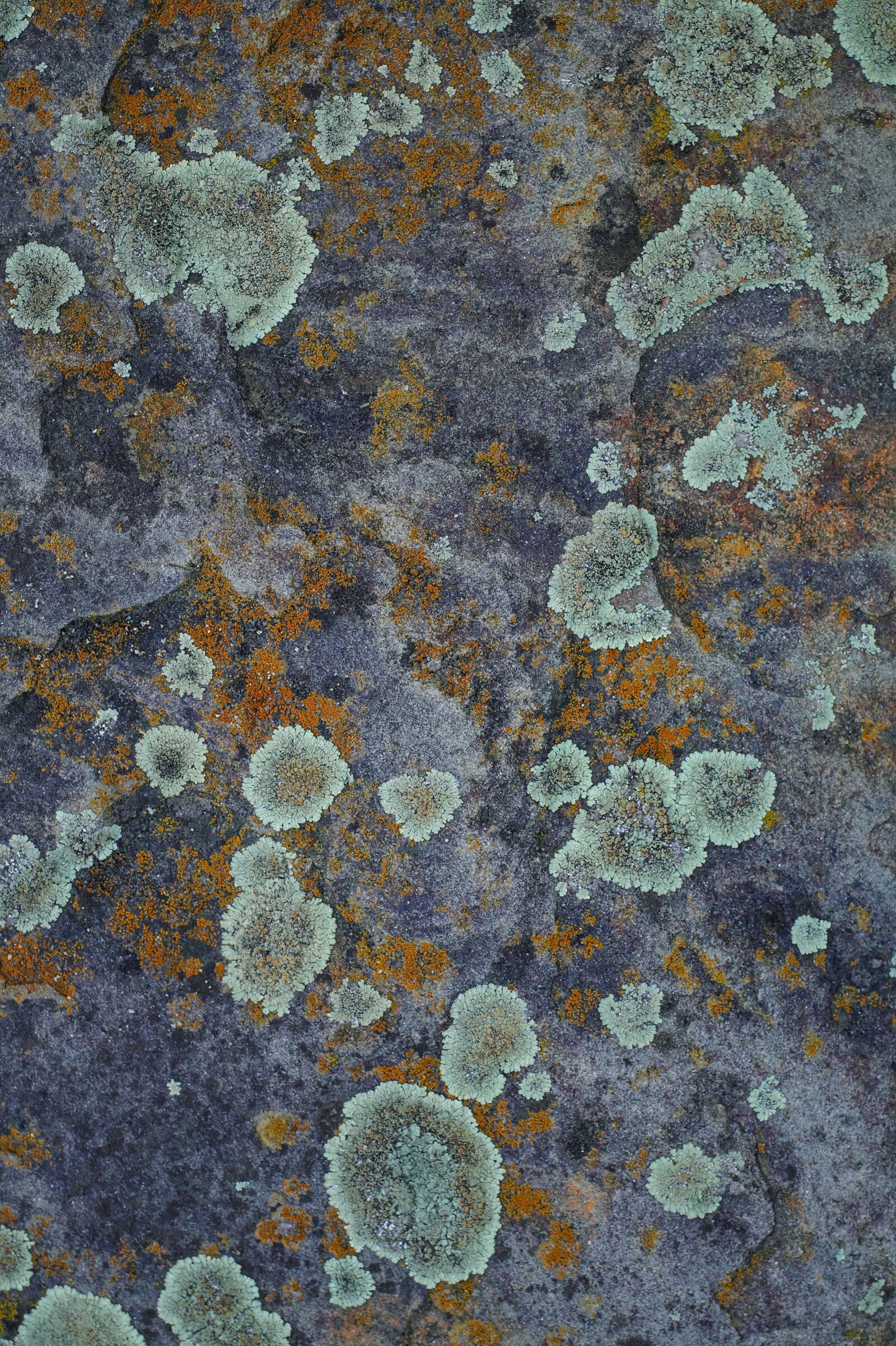 MACRO 50mm F2.8 sample photo. Weave, stone, moss photography