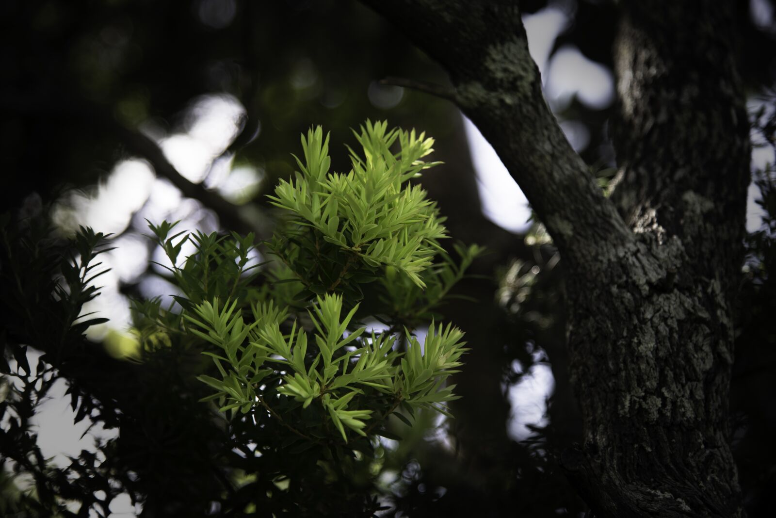Nikon D610 sample photo. Tree, nature, wood photography