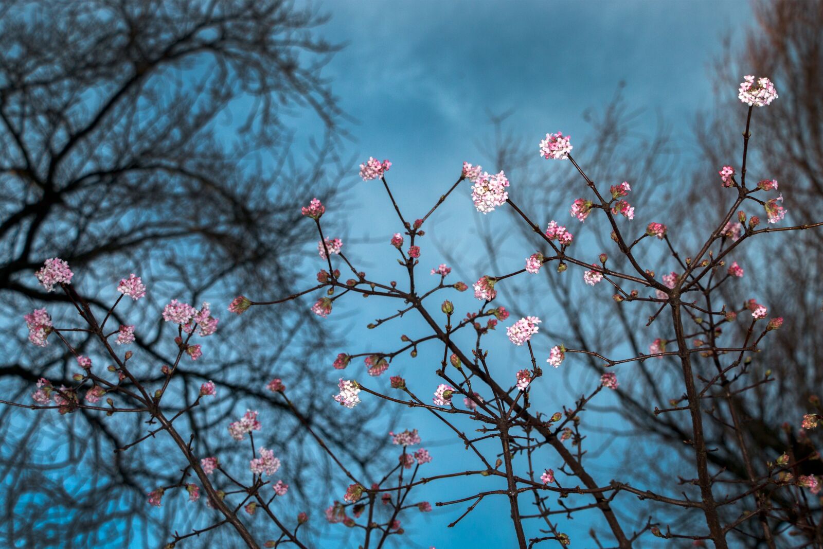 Canon EOS 70D sample photo. Tree, flowers, sky photography