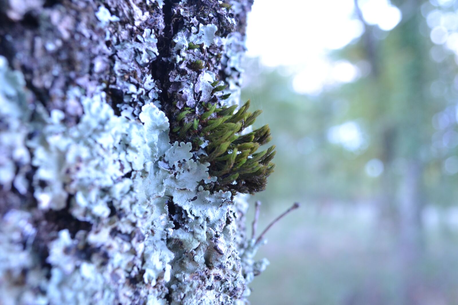 Nikon D3100 sample photo. Foam, trunk, forest photography