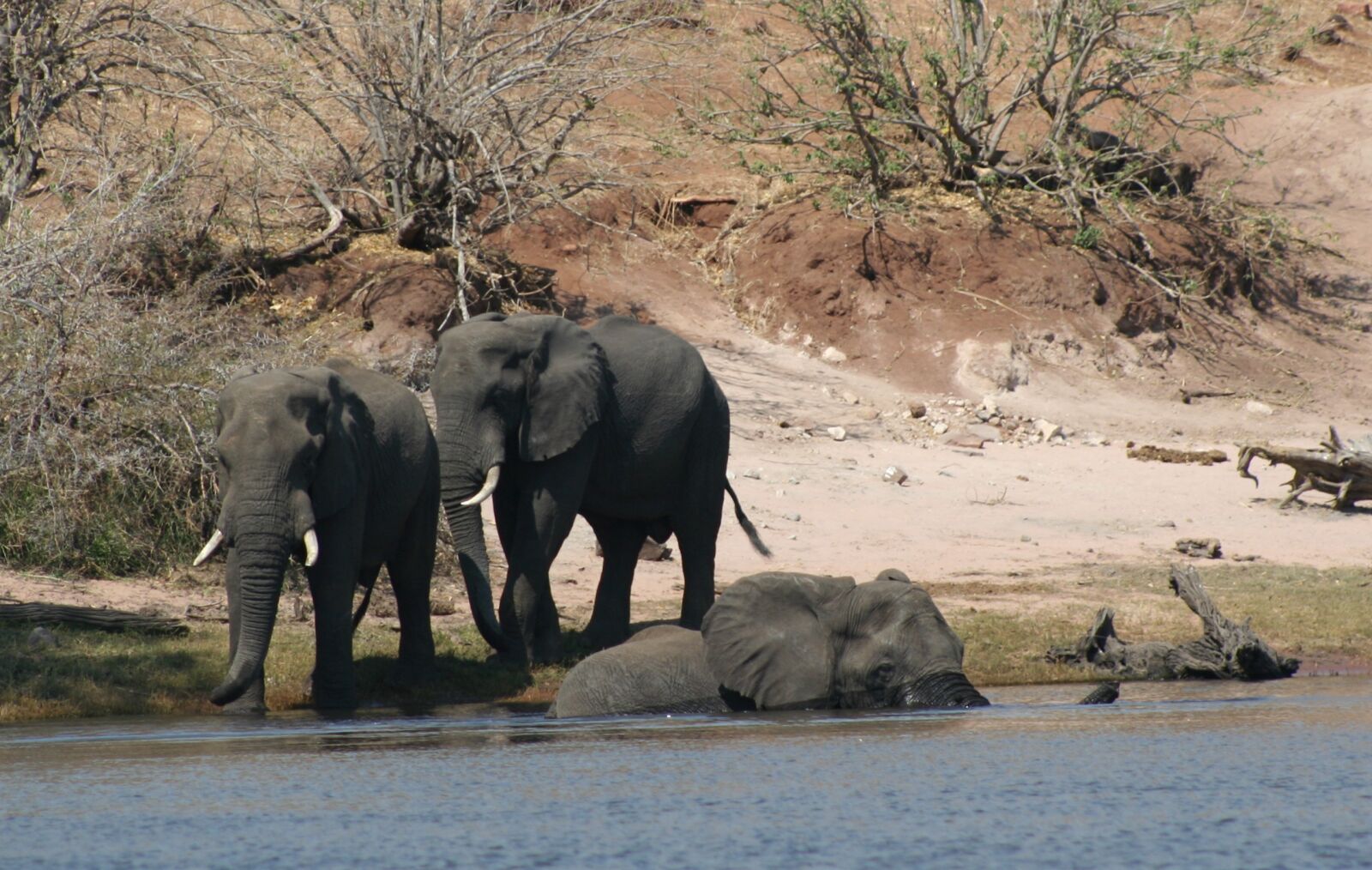 Canon EOS 350D (EOS Digital Rebel XT / EOS Kiss Digital N) sample photo. Mammals, animals, elephants photography