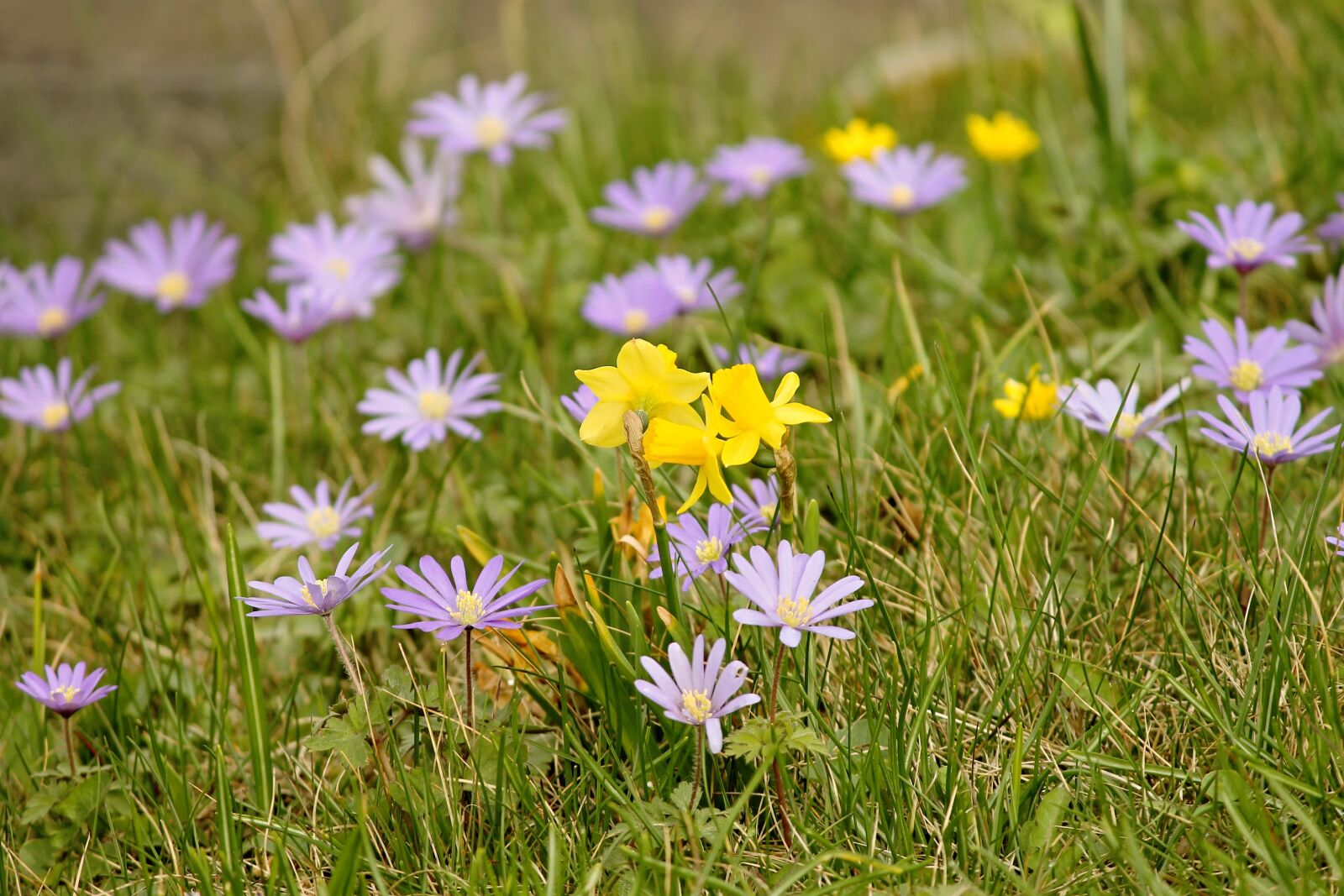 Canon EOS 1100D (EOS Rebel T3 / EOS Kiss X50) sample photo. Spring meadow, flowers, flower photography