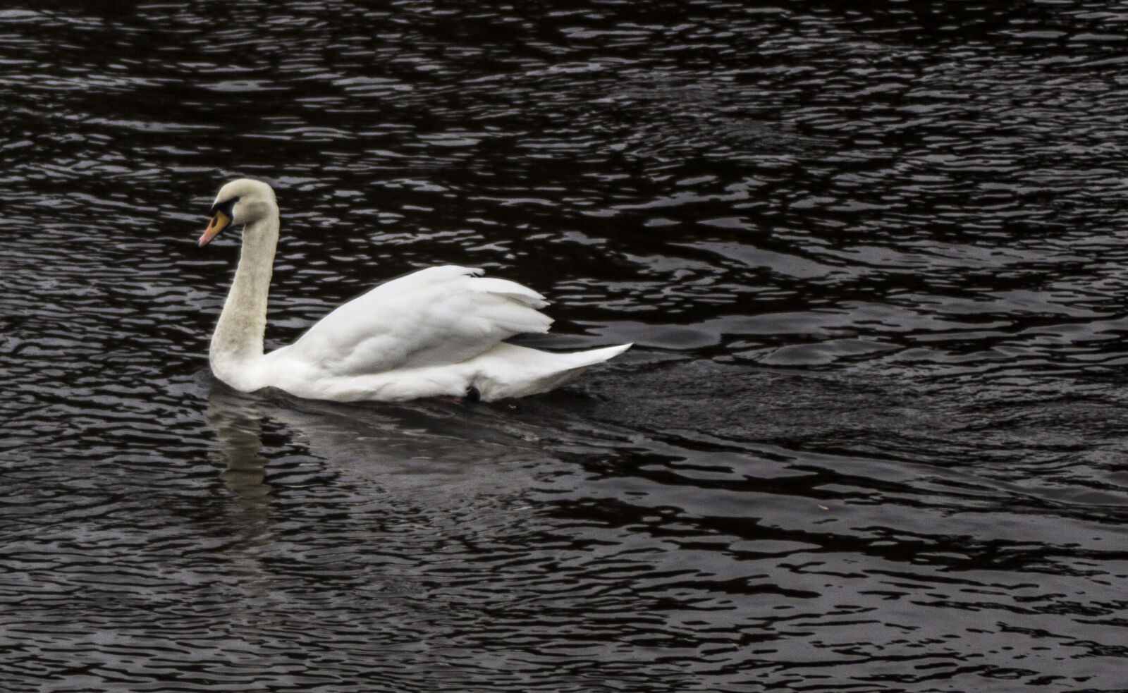 Canon EF 28-80mm f/3.5-5.6 USM IV sample photo. Alone, alone, swan, one photography