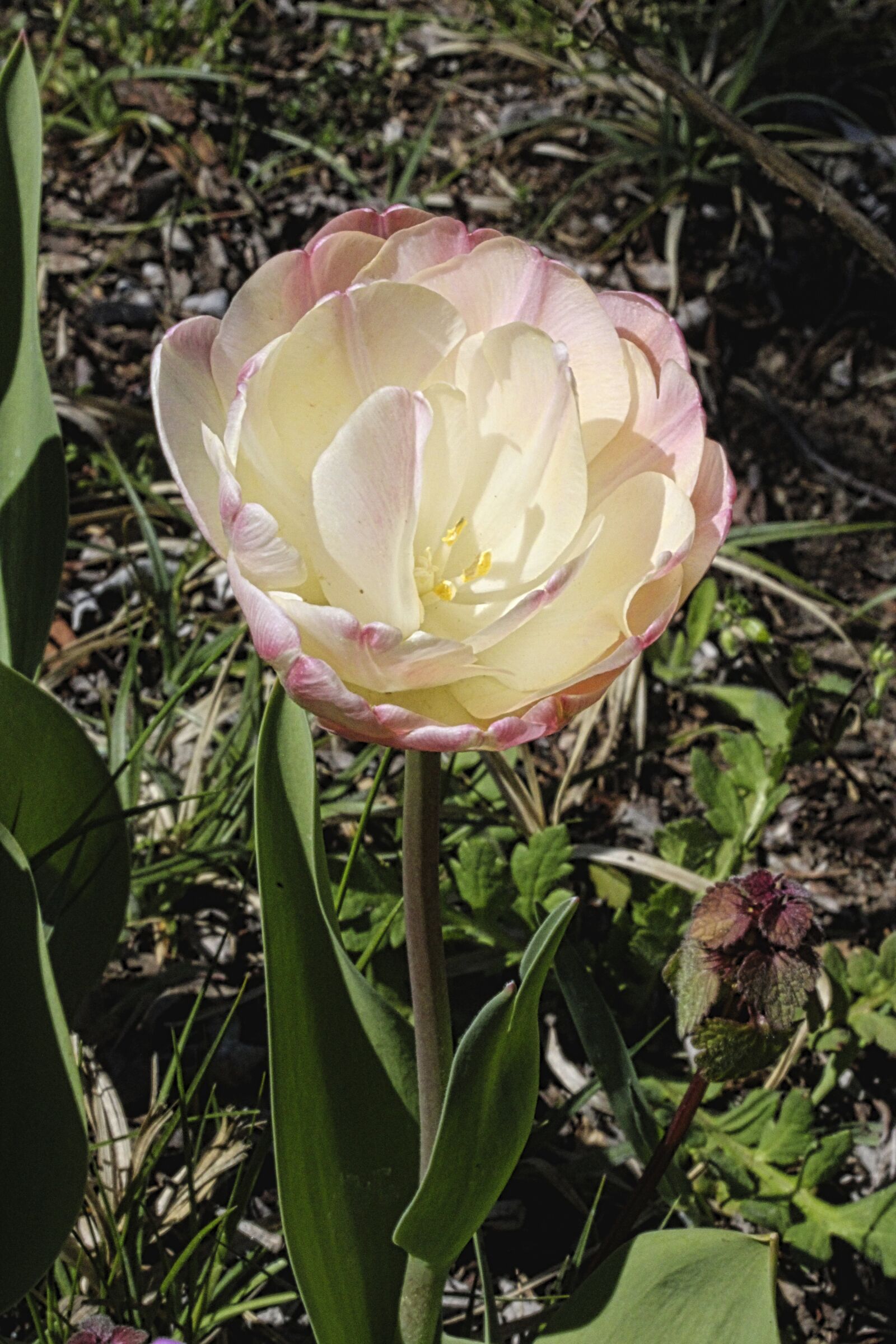 Canon EF-S 60mm F2.8 Macro USM sample photo. Spring, flower, nature photography