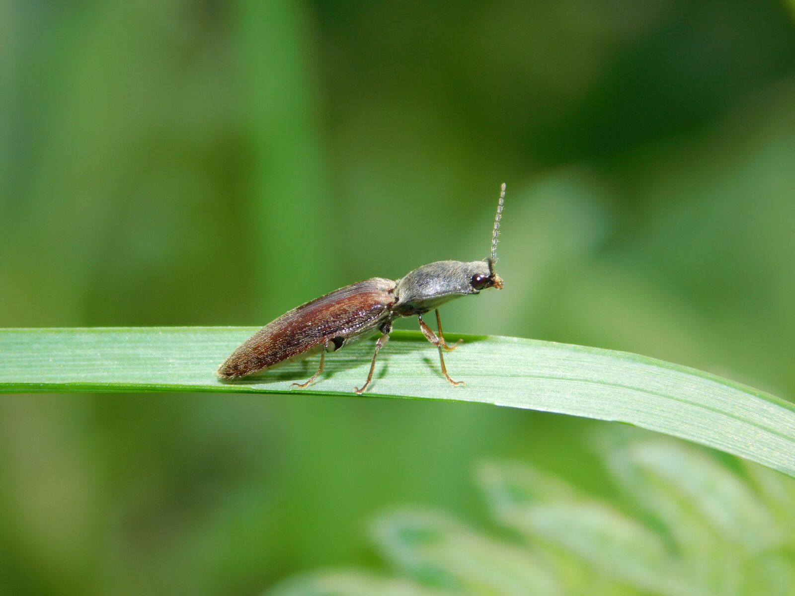 Nikon Coolpix L840 sample photo. Grass, nature, bug photography
