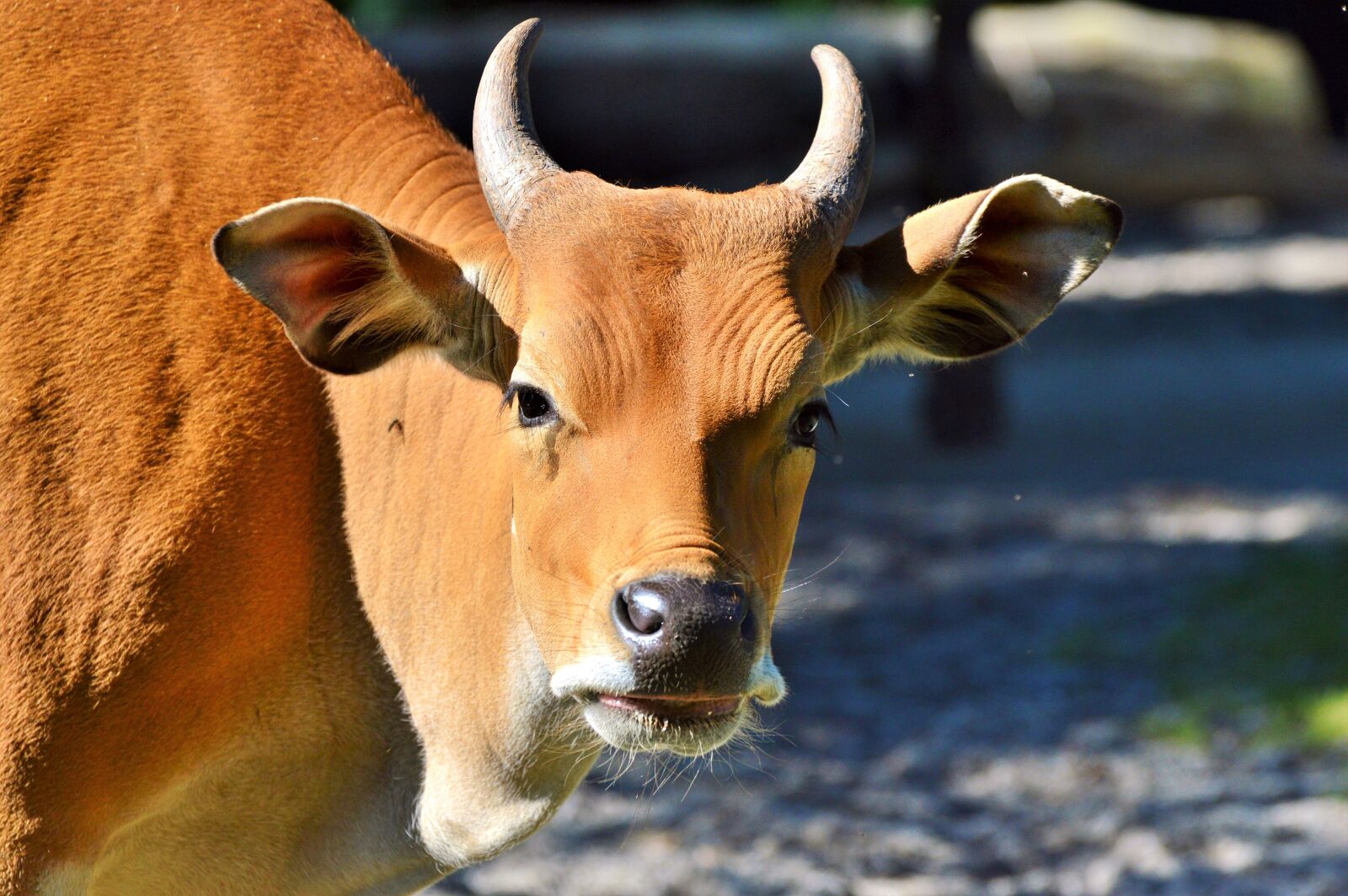 Nikon D3200 sample photo. Cow, beef, animal photography