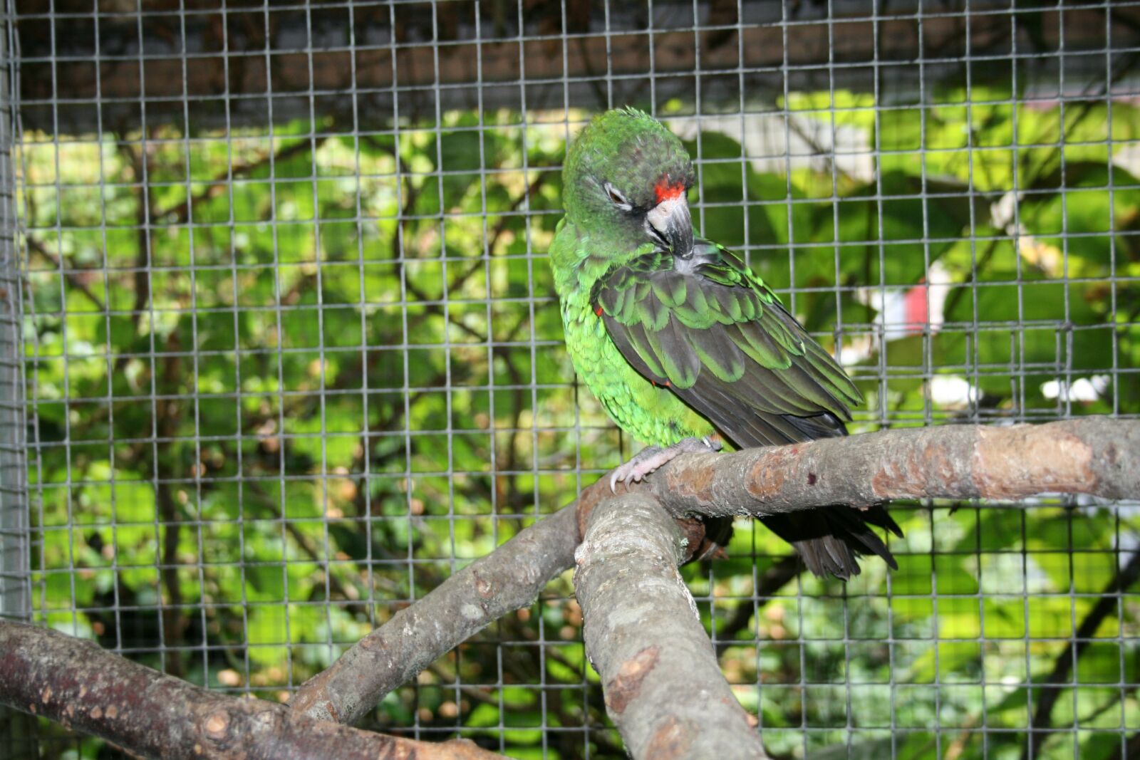 Canon EOS 400D (EOS Digital Rebel XTi / EOS Kiss Digital X) sample photo. Jardine's parrot, bird, parrot photography
