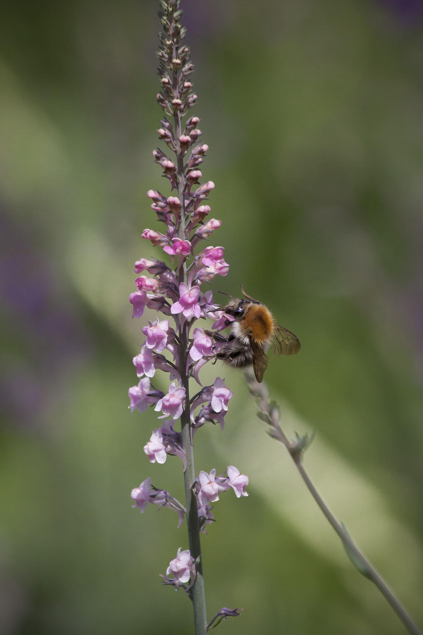 Canon EOS 50D sample photo. Staudenlein, hummel, bumble bee photography