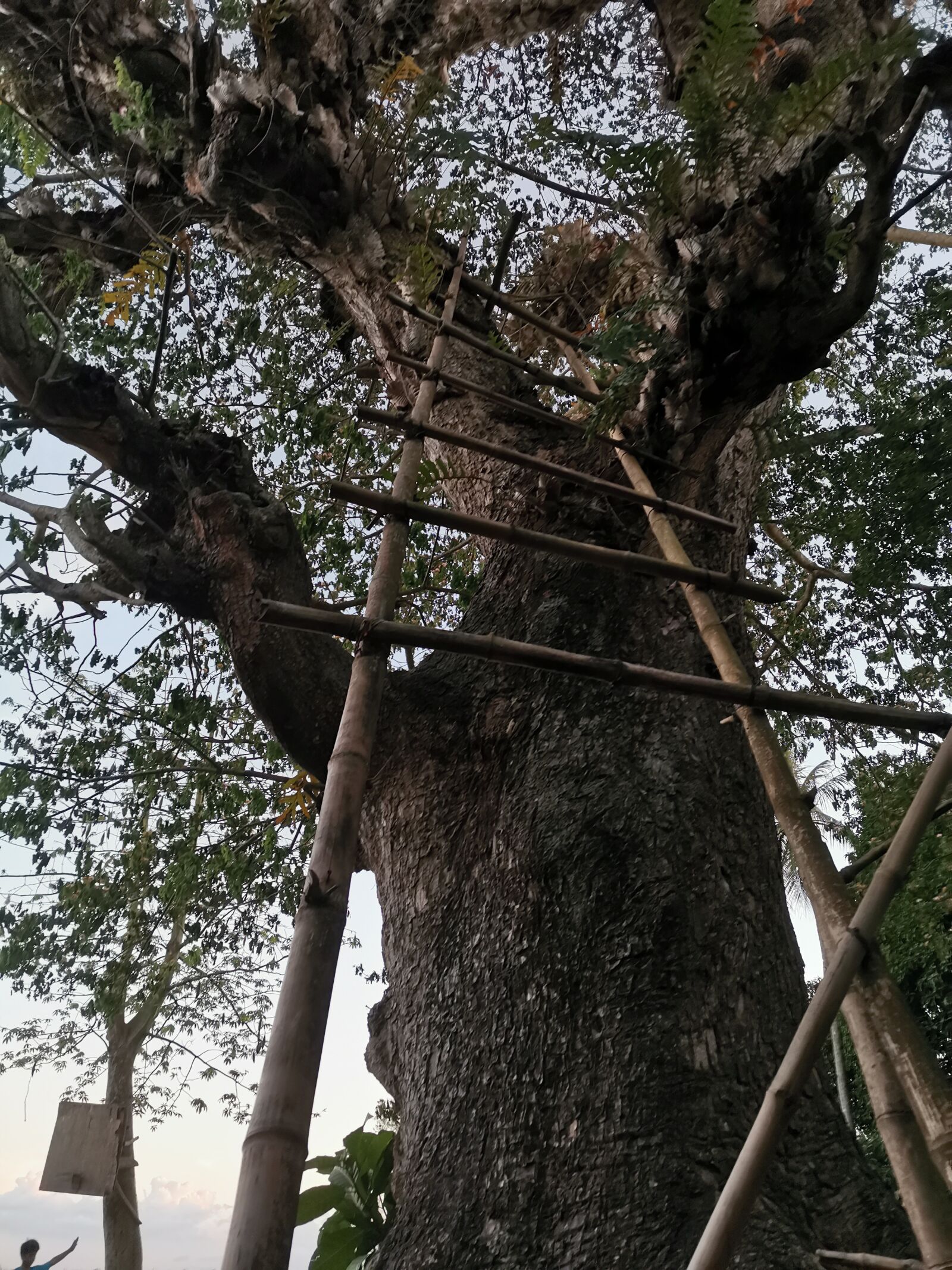 HUAWEI YAL-L21 sample photo. Ladder, tree, heights photography