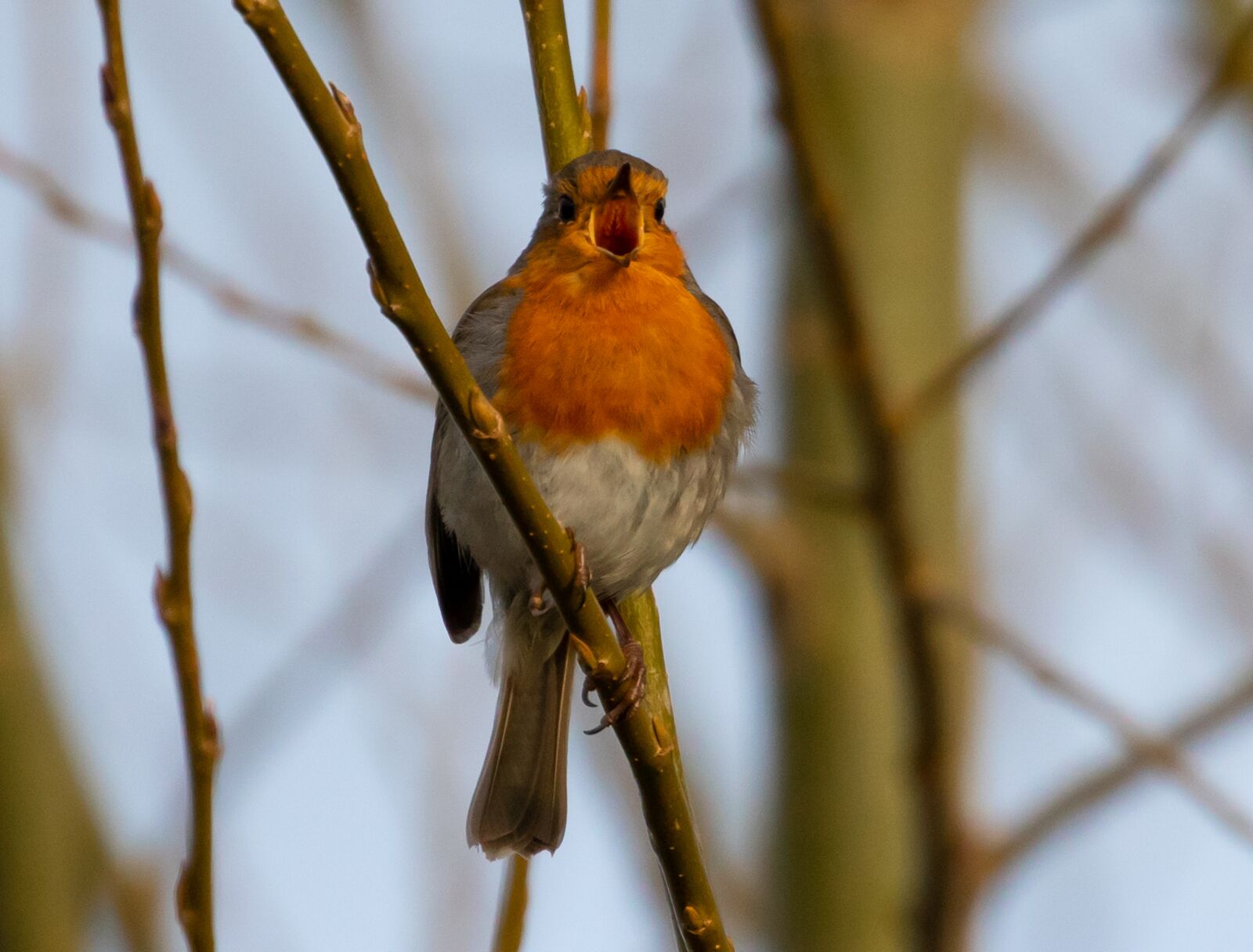 Canon EOS 7D Mark II + Canon EF 100-400mm F4.5-5.6L IS II USM sample photo. Robin redbreast in tree photography