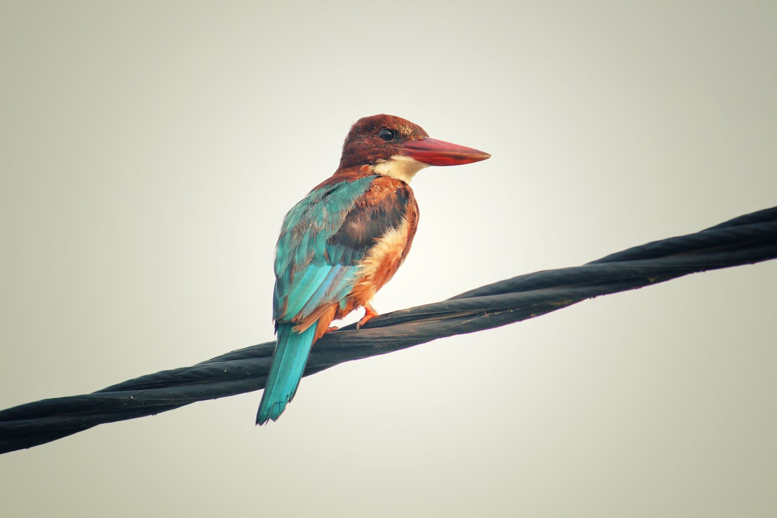 Canon EOS 700D (EOS Rebel T5i / EOS Kiss X7i) sample photo. Animal, avian, beak, biology photography