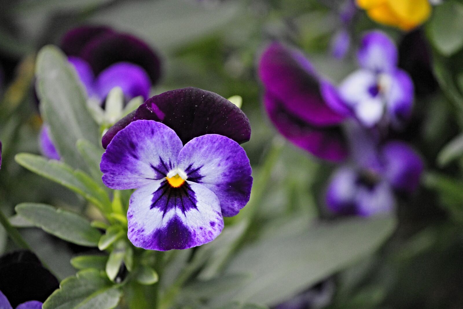 Canon EOS 1100D (EOS Rebel T3 / EOS Kiss X50) sample photo. Pansy, blossom, bloom photography