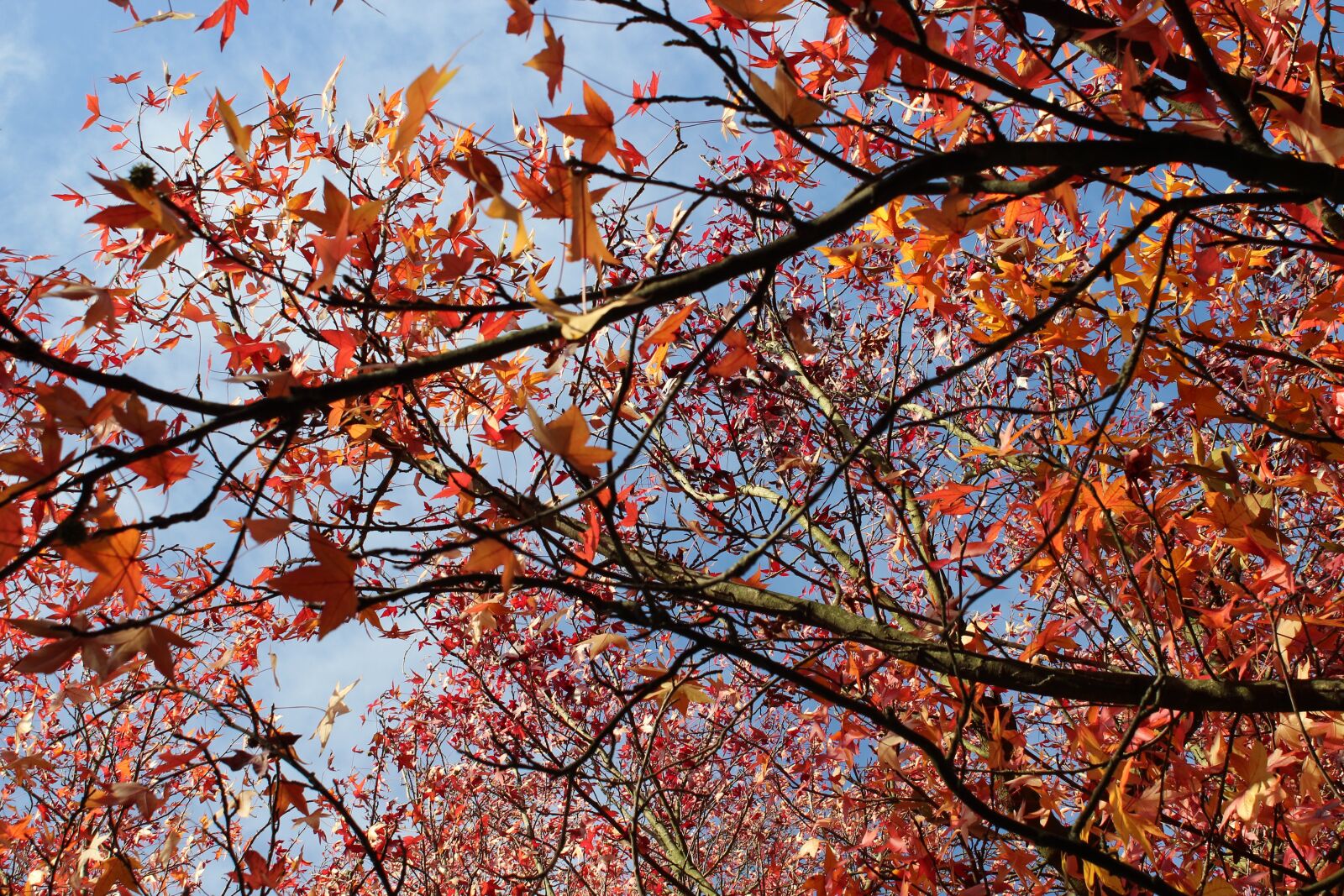 Canon EOS 1300D (EOS Rebel T6 / EOS Kiss X80) sample photo. The bomb, nature, red photography