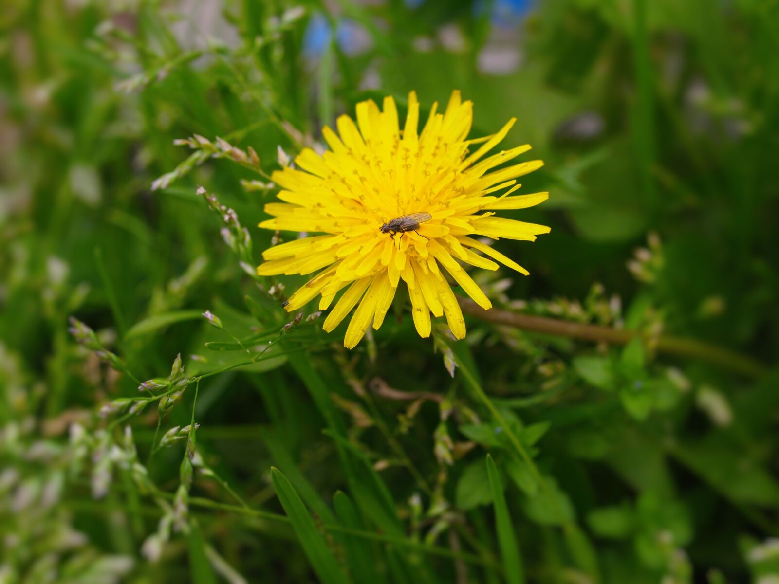 Olympus PEN E-PL1s sample photo. Dandelion, fly, weed photography