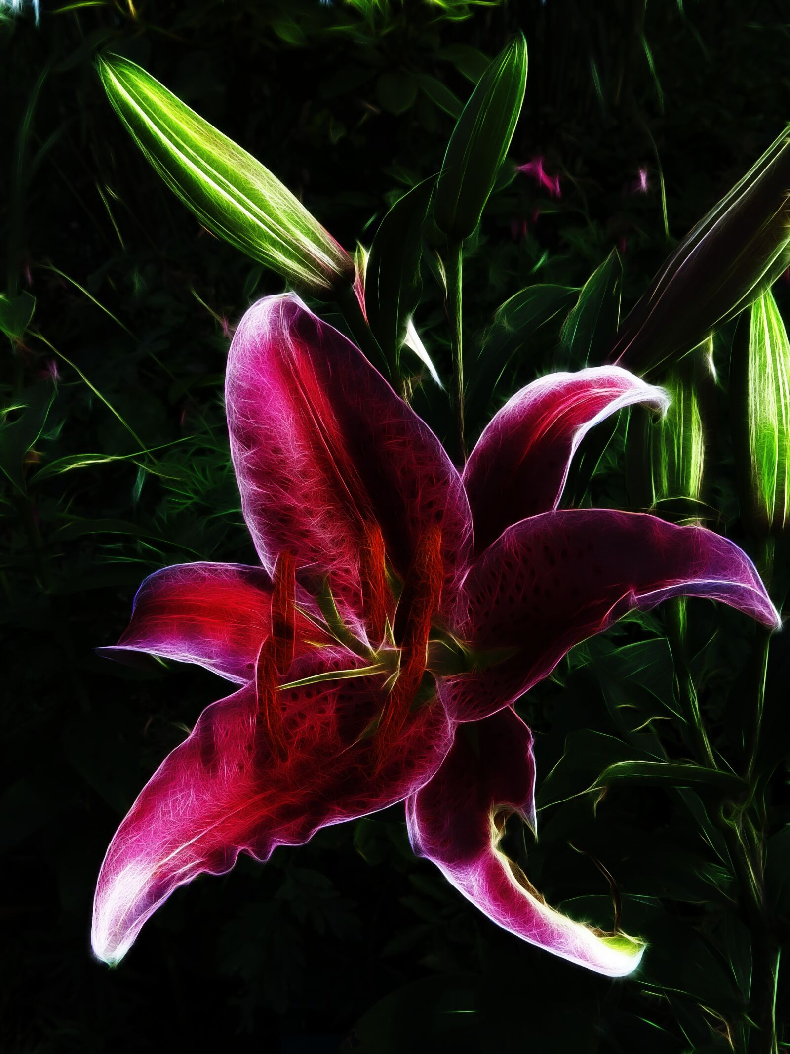 Canon PowerShot G15 sample photo. Fractalius, lily, red photography