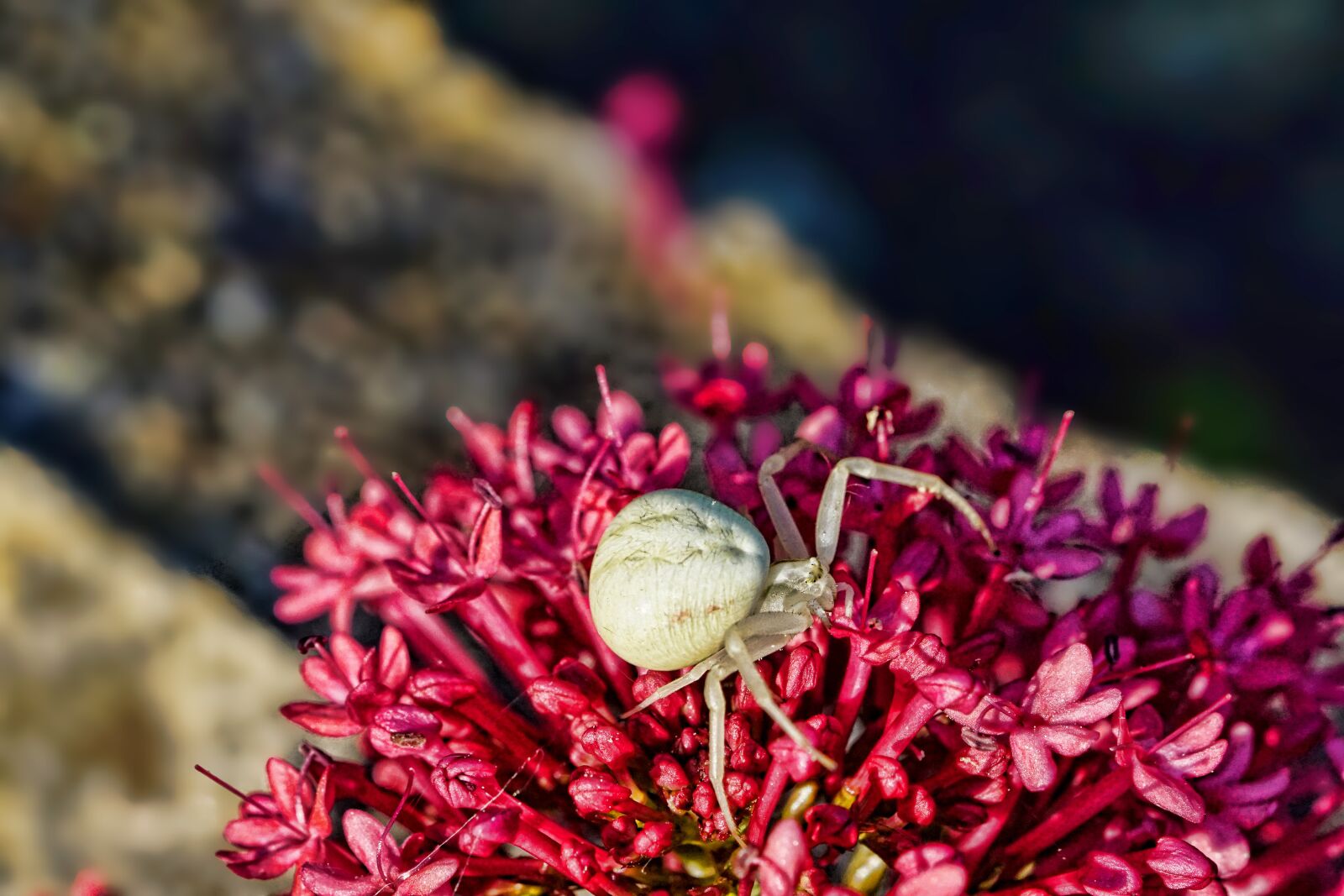 Sony a6000 + Sony FE 90mm F2.8 Macro G OSS sample photo. Dorsata, white spider, arachnids photography