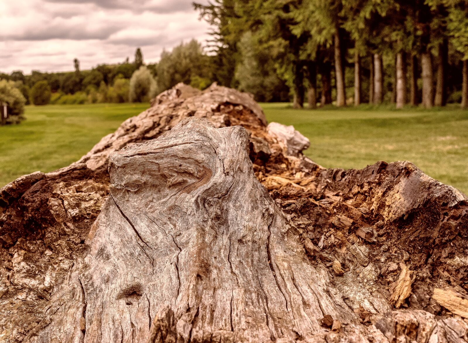 Nikon D3300 sample photo. Tree, wood, tribe photography