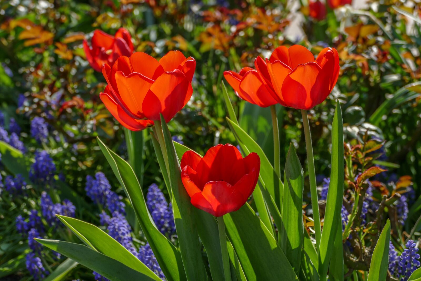 Panasonic Lumix DMC-FZ1000 sample photo. Red tulips, grapes hyazynthen photography