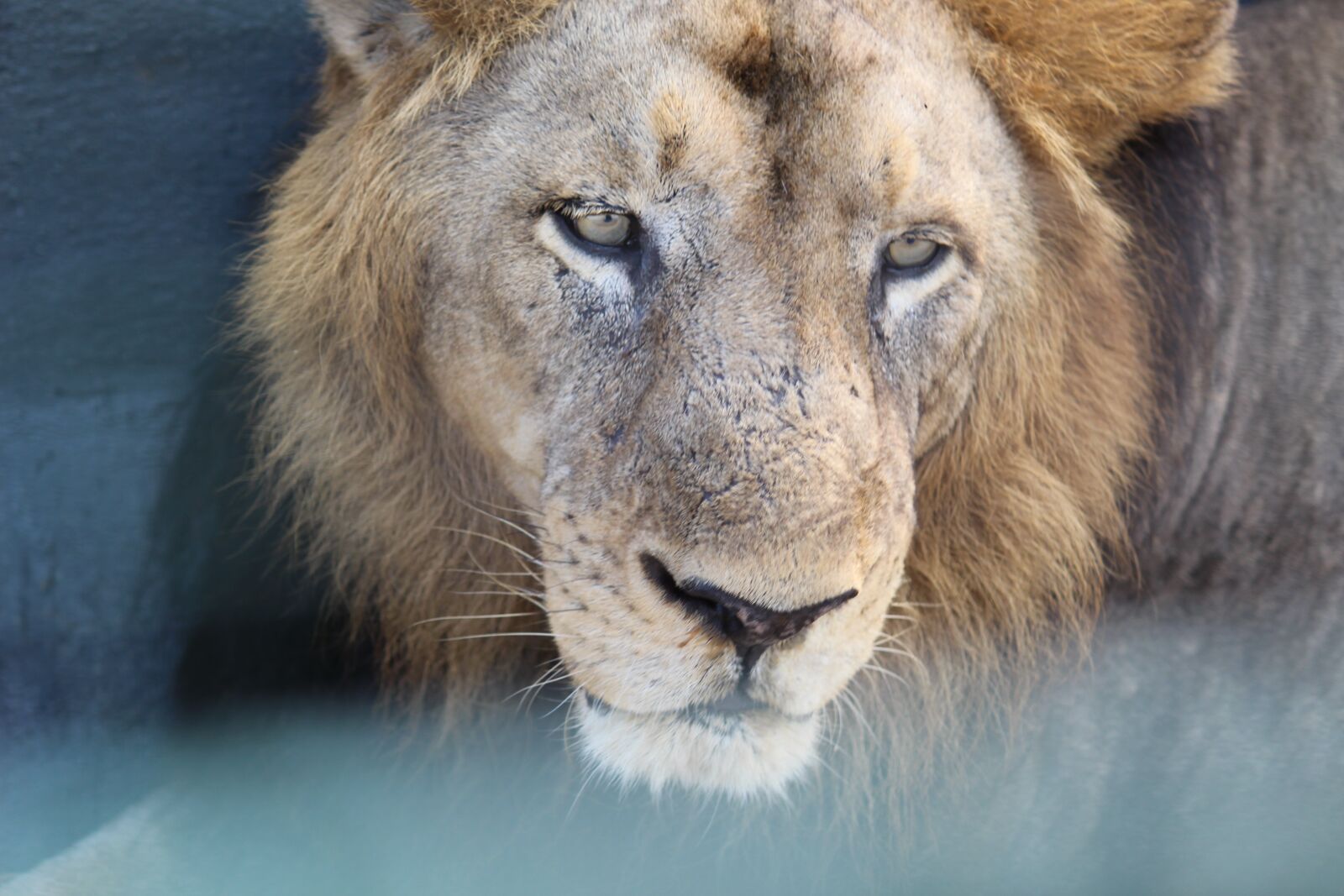 Canon EOS 700D (EOS Rebel T5i / EOS Kiss X7i) sample photo. Lion, aggressiveness, wildlife photography