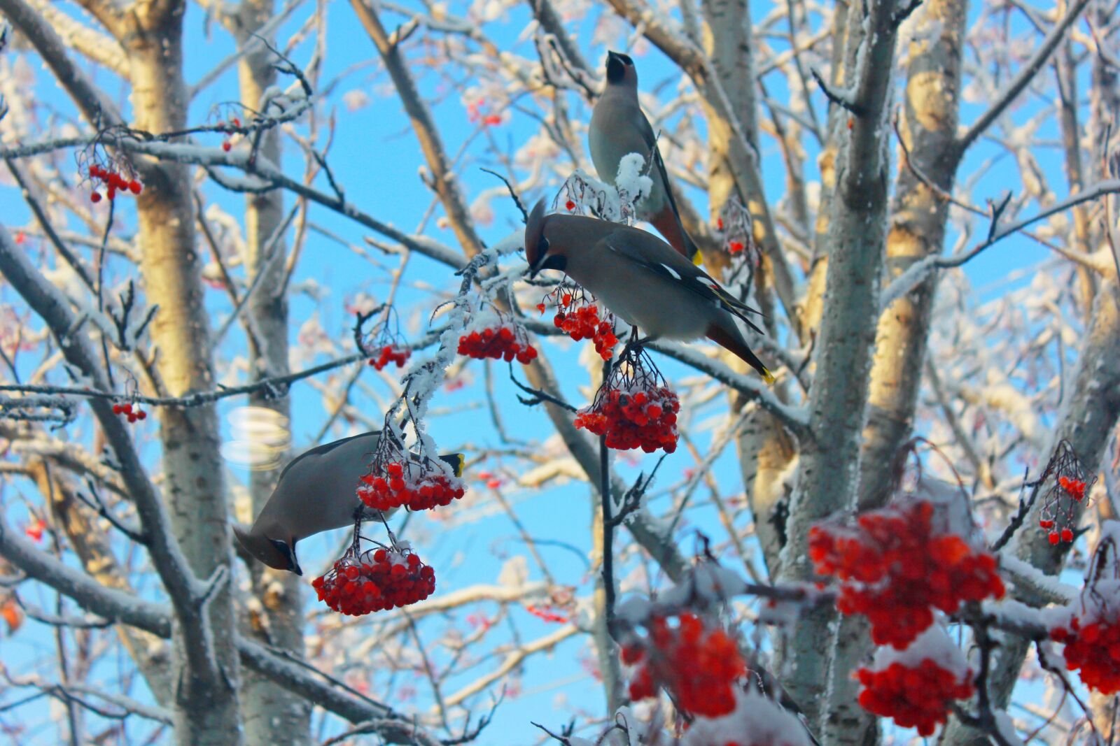 Canon EOS 60D sample photo. Bohemian waxwing, tree, landscape photography