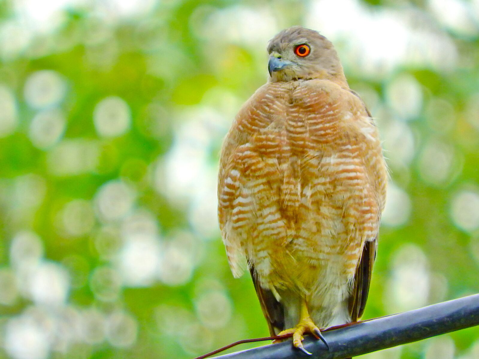 Nikon Coolpix P610 sample photo. Hawk, wild, predator photography