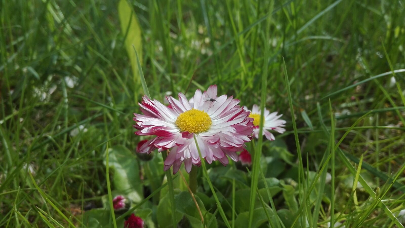 HUAWEI P8 Lite sample photo. Flower, grass, nature photography