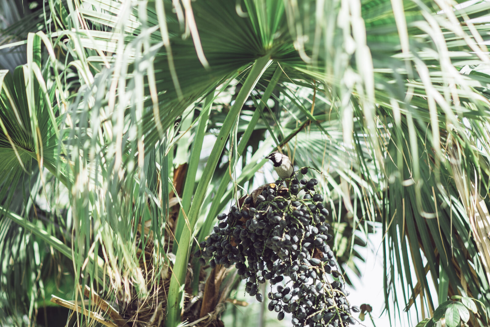 Canon EOS 7D Mark II + Canon EF 85mm F1.8 USM sample photo. Bird, forest, green, nature photography