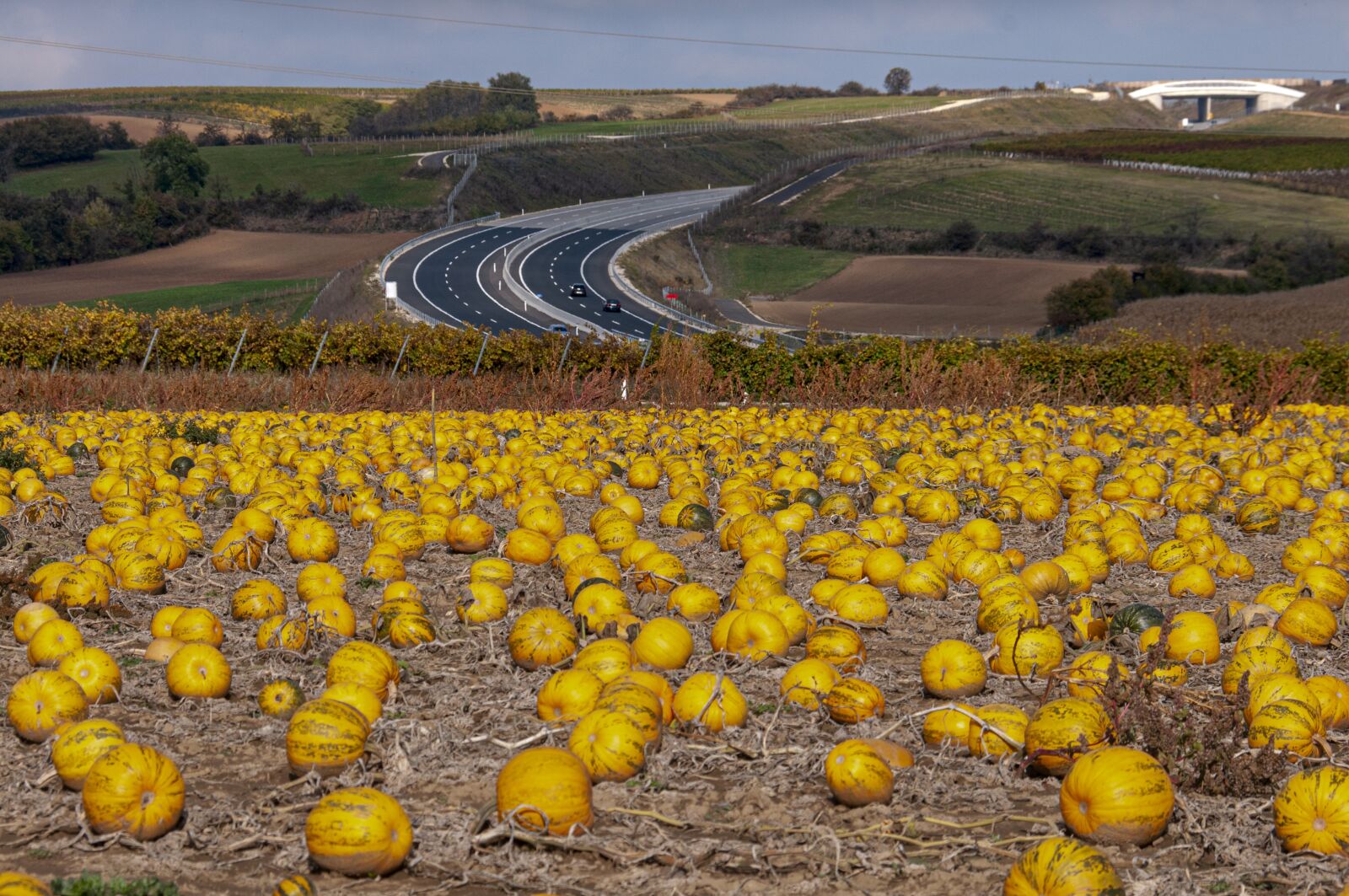 Nikon D300S sample photo. Field, pumpkin, autumn photography