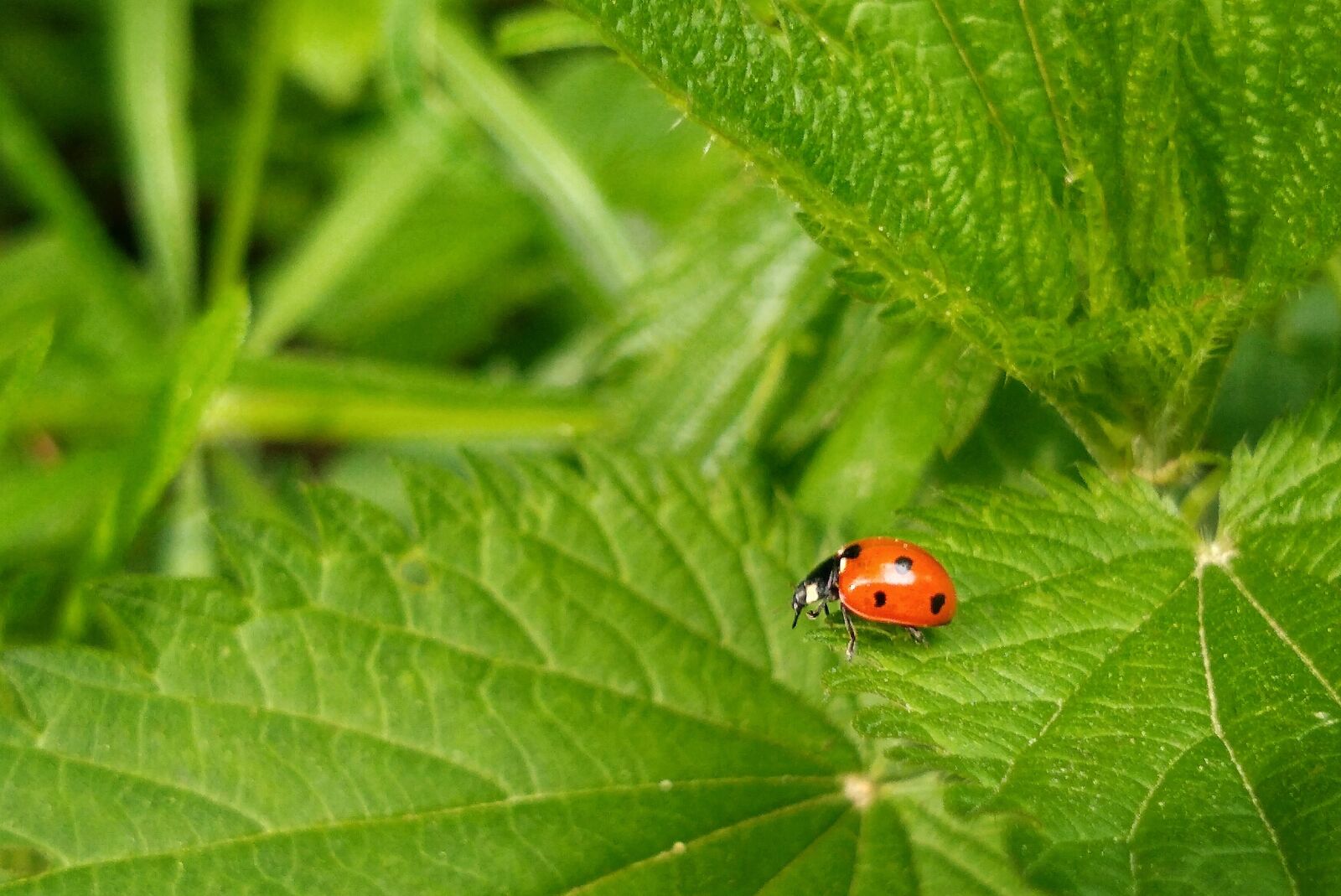 Motorola moto g(6) sample photo. Ladybug, nature, foliage photography