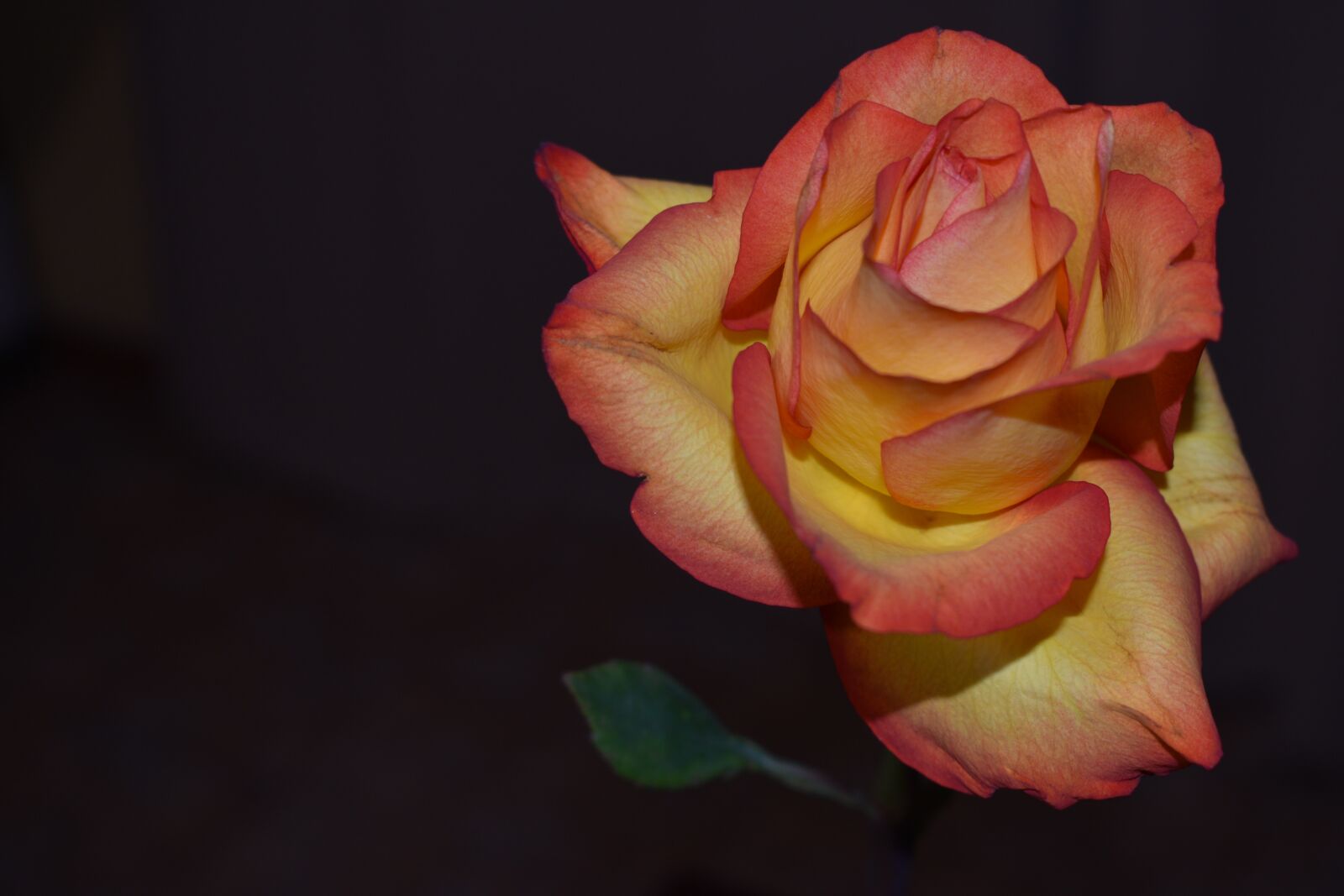Nikon D3500 sample photo. Rose, flowers, petal photography