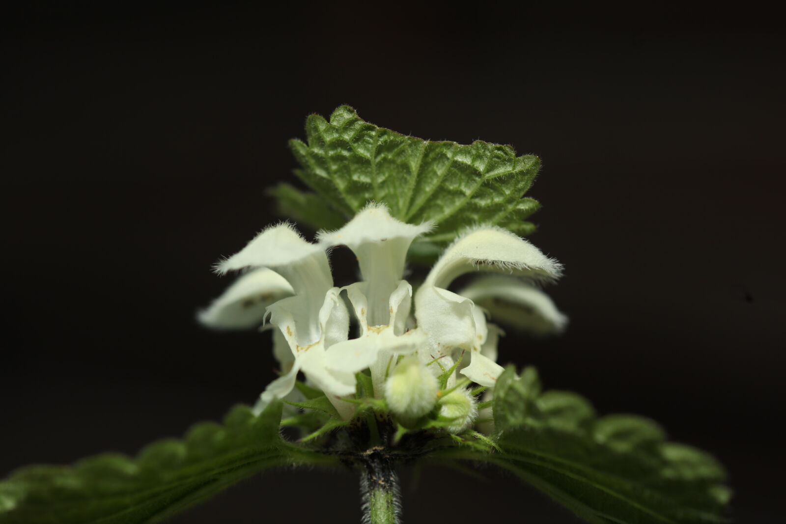 Canon EOS 5D Mark II sample photo