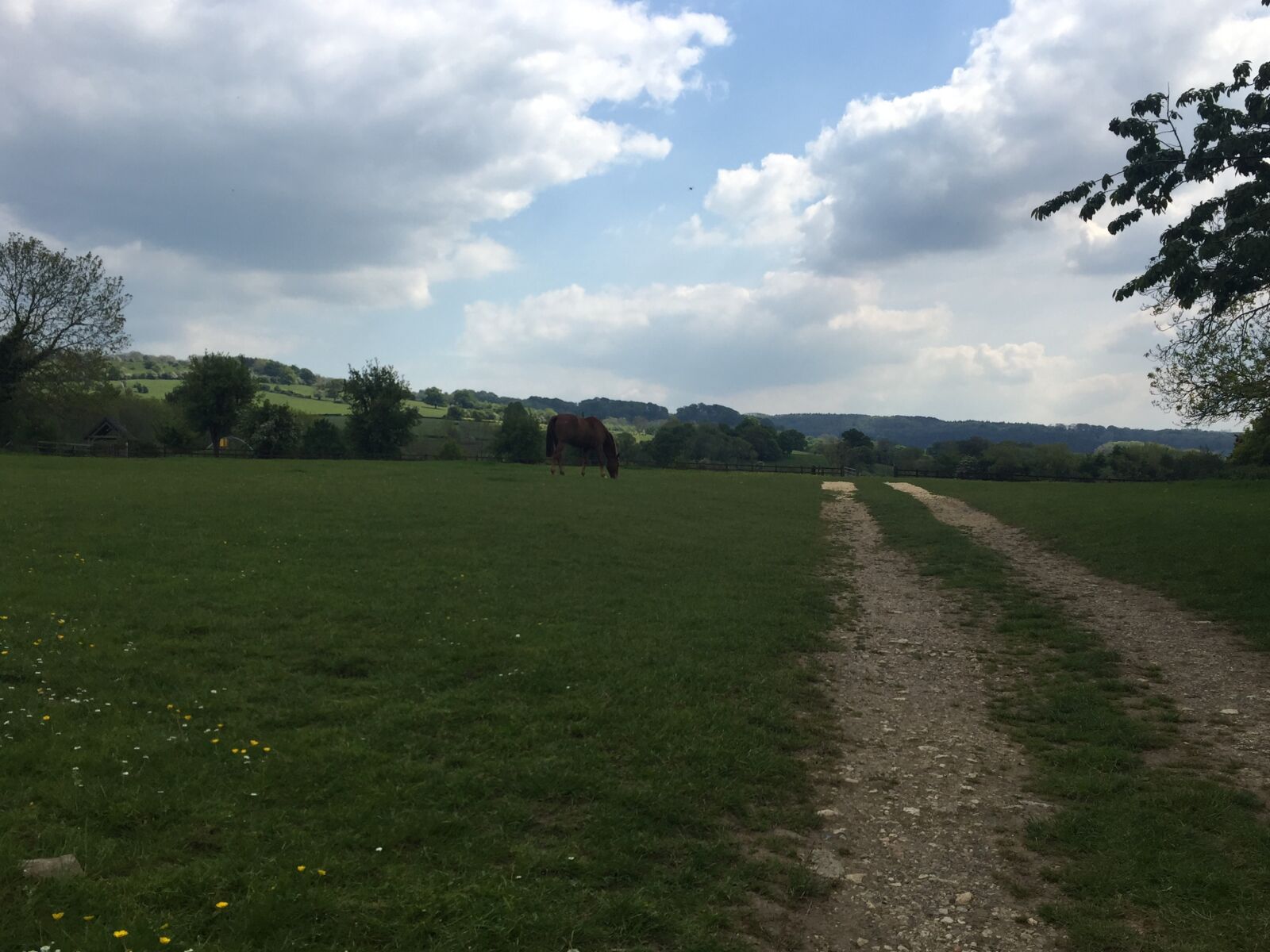 iPhone 6 back camera 4.15mm f/2.2 sample photo. Field, grass, england photography