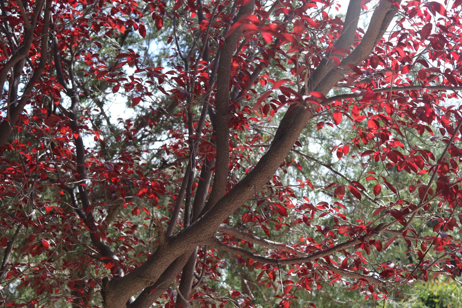 Canon EOS 200D (EOS Rebel SL2 / EOS Kiss X9) sample photo. Red, nature, colorful photography