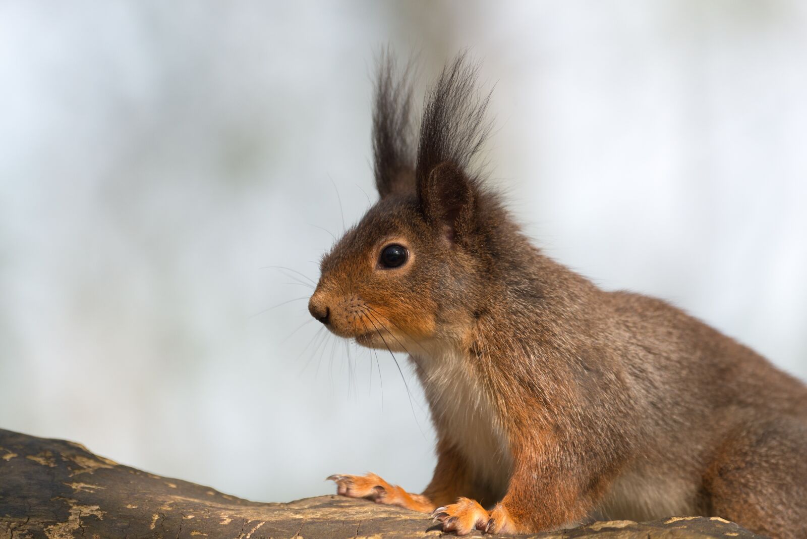 Nikon D800 sample photo. Squirrel, animal, possierlich photography