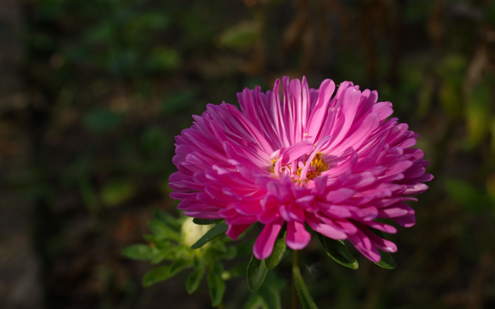 Sony Alpha DSLR-A350 sample photo. Flora, fauna, macro photography