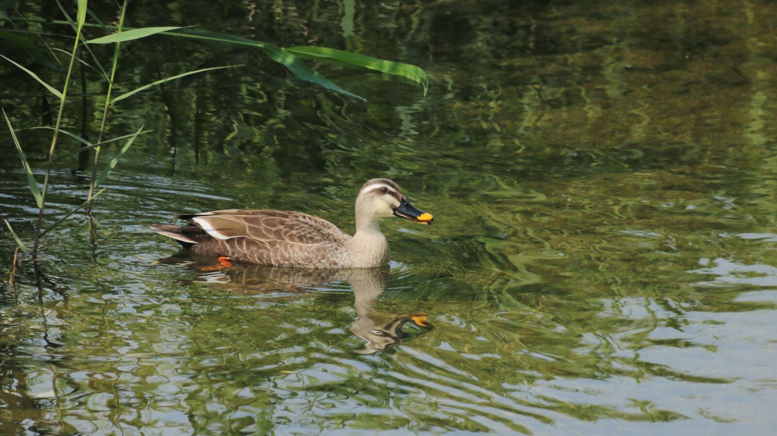 Canon EOS 750D (EOS Rebel T6i / EOS Kiss X8i) + Canon EF 70-300mm F4-5.6 IS USM sample photo. Duck, mallard duck, new photography