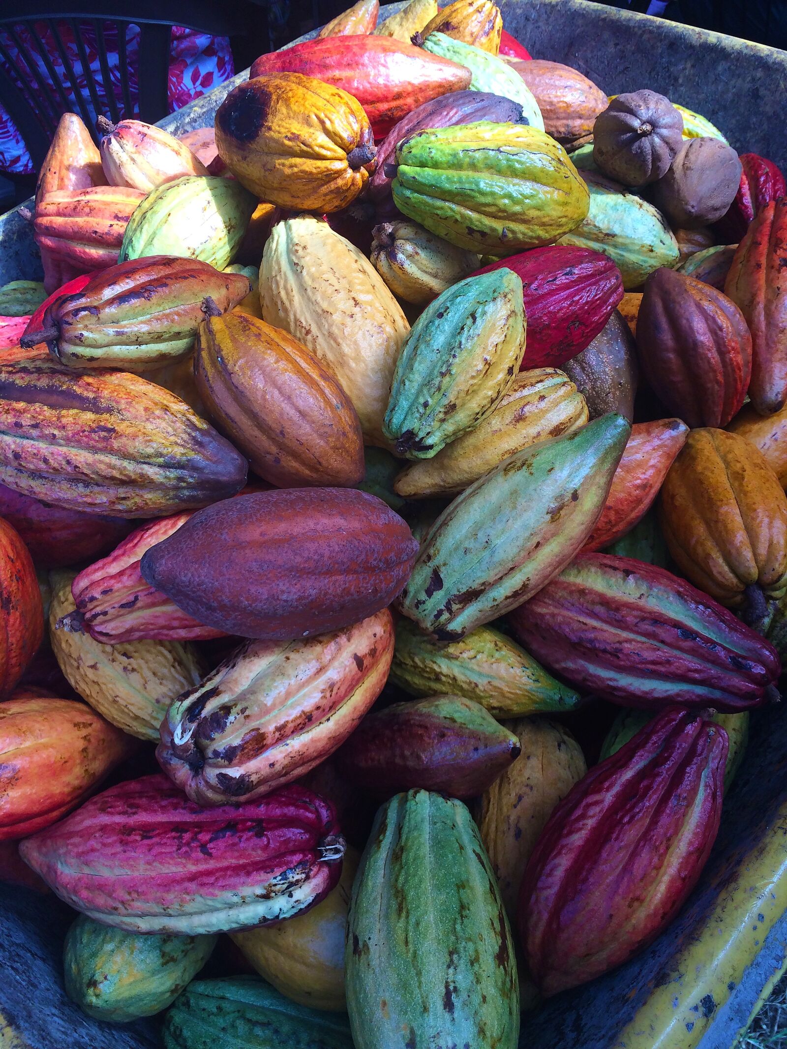 Apple iPhone 5s sample photo. Cocoa pods, chocolate pods photography
