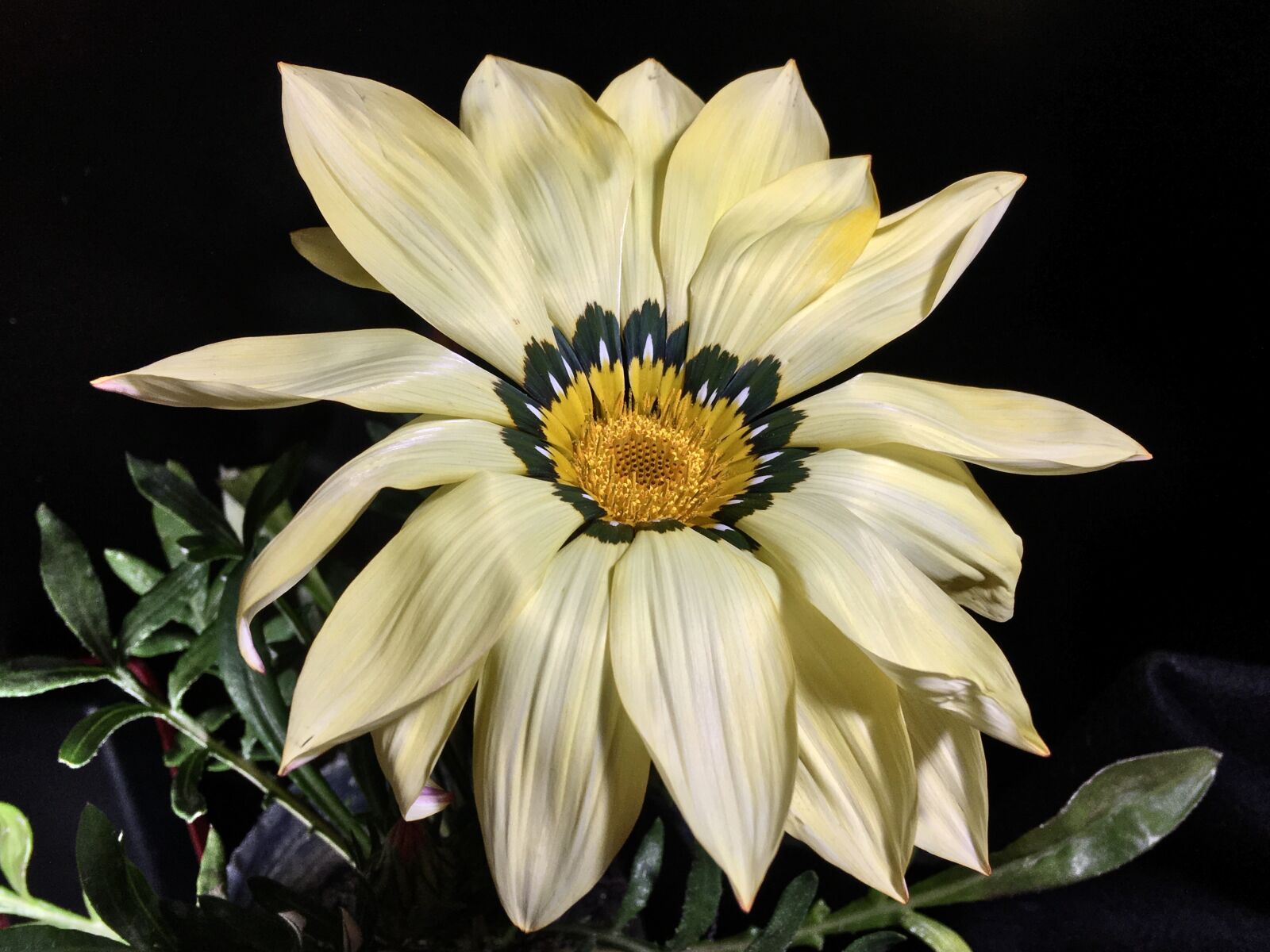 iPhone 6s Plus back camera 4.15mm f/2.2 sample photo. Yellow flower, petals yellow photography