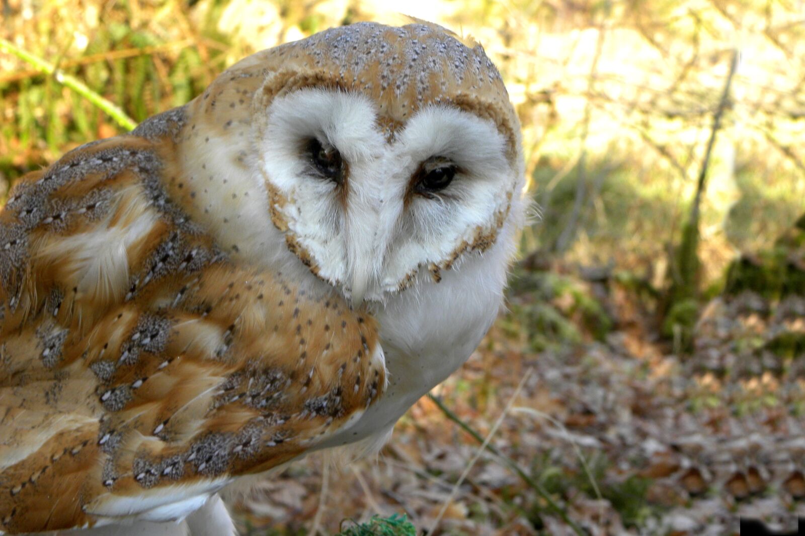 Nikon Coolpix P90 sample photo. Barn owl, bird, nature photography