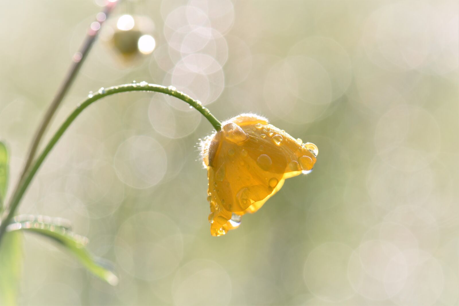 Nikon D5500 sample photo. Buttercup, meadow, grass photography