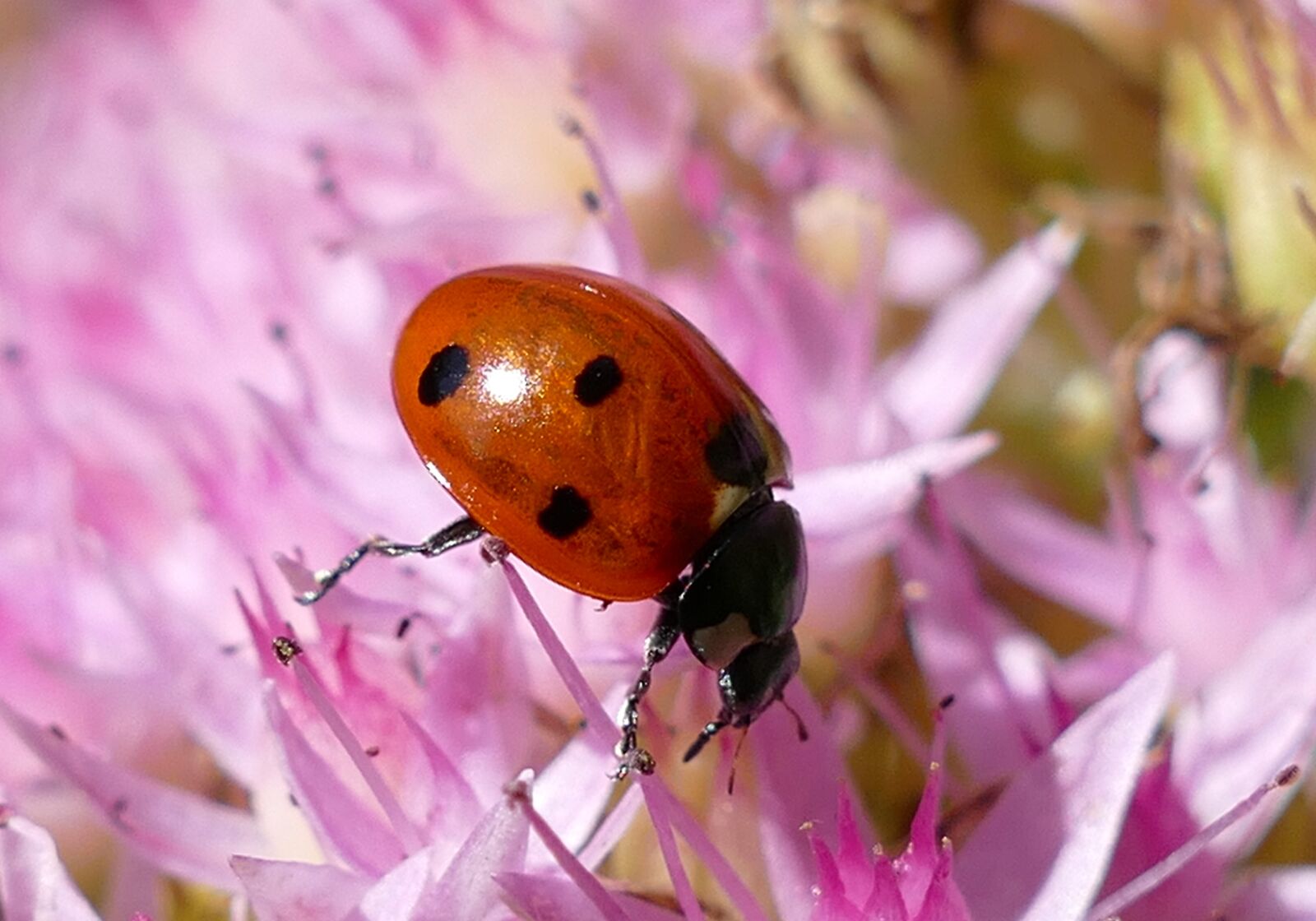 Panasonic Lumix DMC-FZ1000 sample photo. Ladybug, points, lucky charm photography