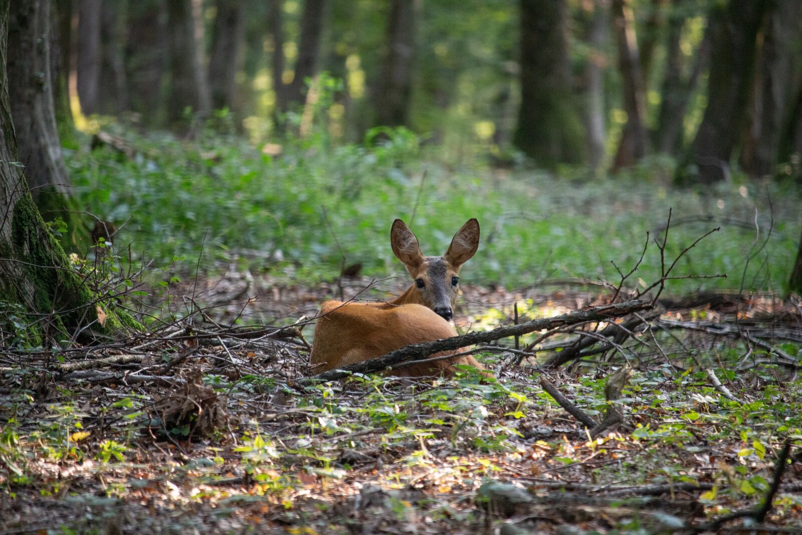 Canon EOS 100D (EOS Rebel SL1 / EOS Kiss X7) sample photo. Doe, deer, wildlife photography