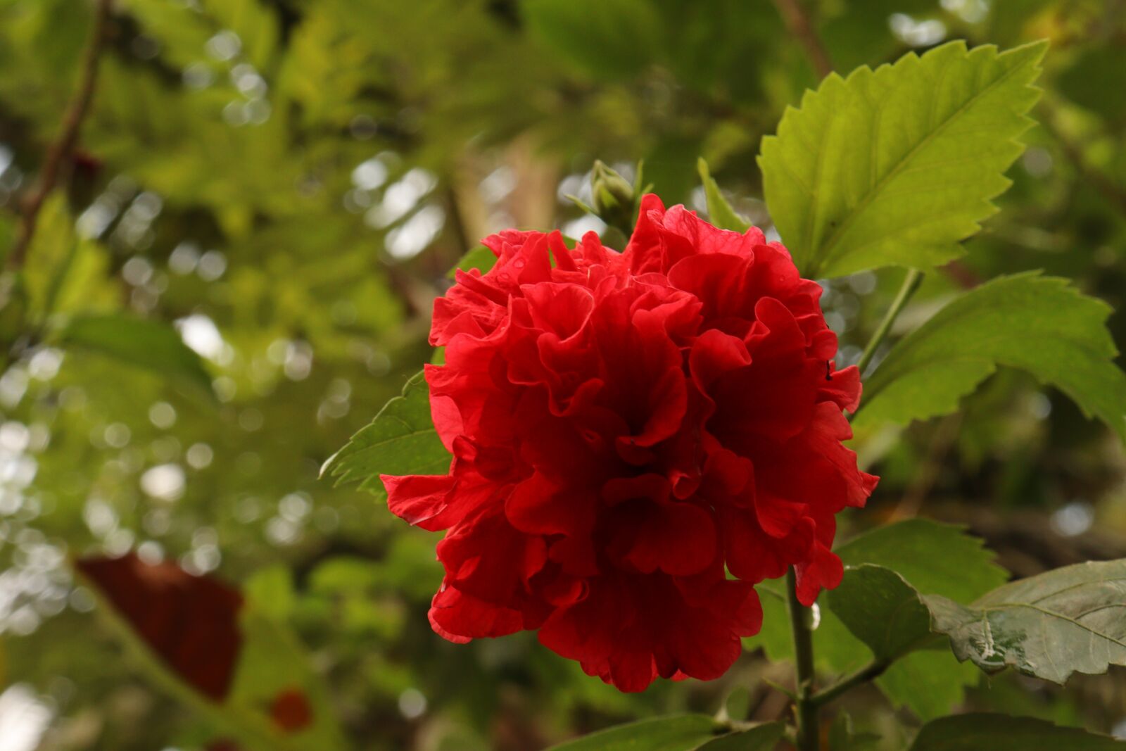 Canon EOS 250D (EOS Rebel SL3 / EOS Kiss X10 / EOS 200D II) sample photo. Flower, nature, green photography