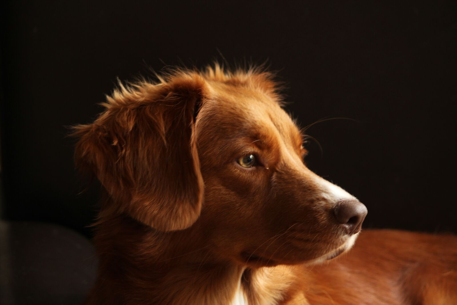 Canon EOS 550D (EOS Rebel T2i / EOS Kiss X4) sample photo. Dog, pet, portrait photography