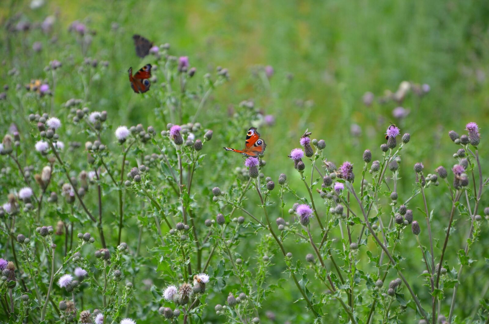 Nikon D5200 sample photo. Prairie, insects, butterflies photography
