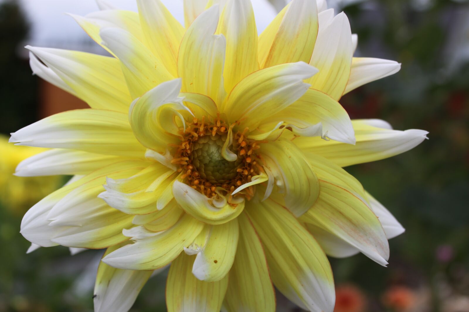 Canon EOS 500D (EOS Rebel T1i / EOS Kiss X3) sample photo. Dahlia, nature, garden photography