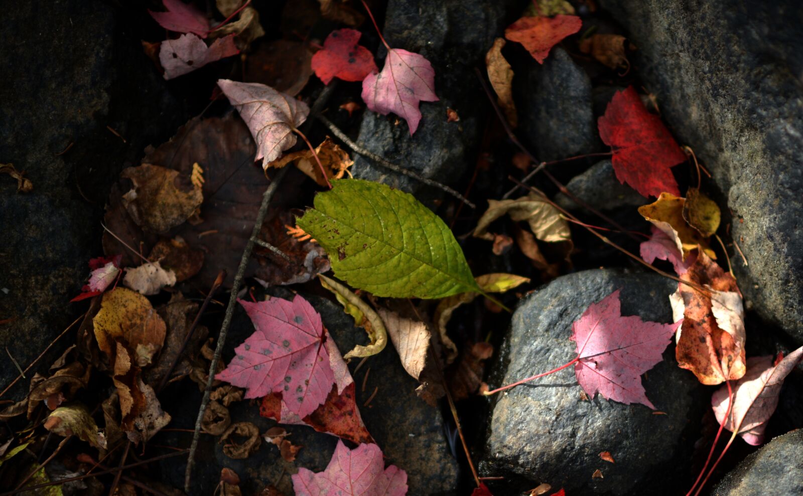 Nikon D4 sample photo. Leaf, leaves, autumn photography