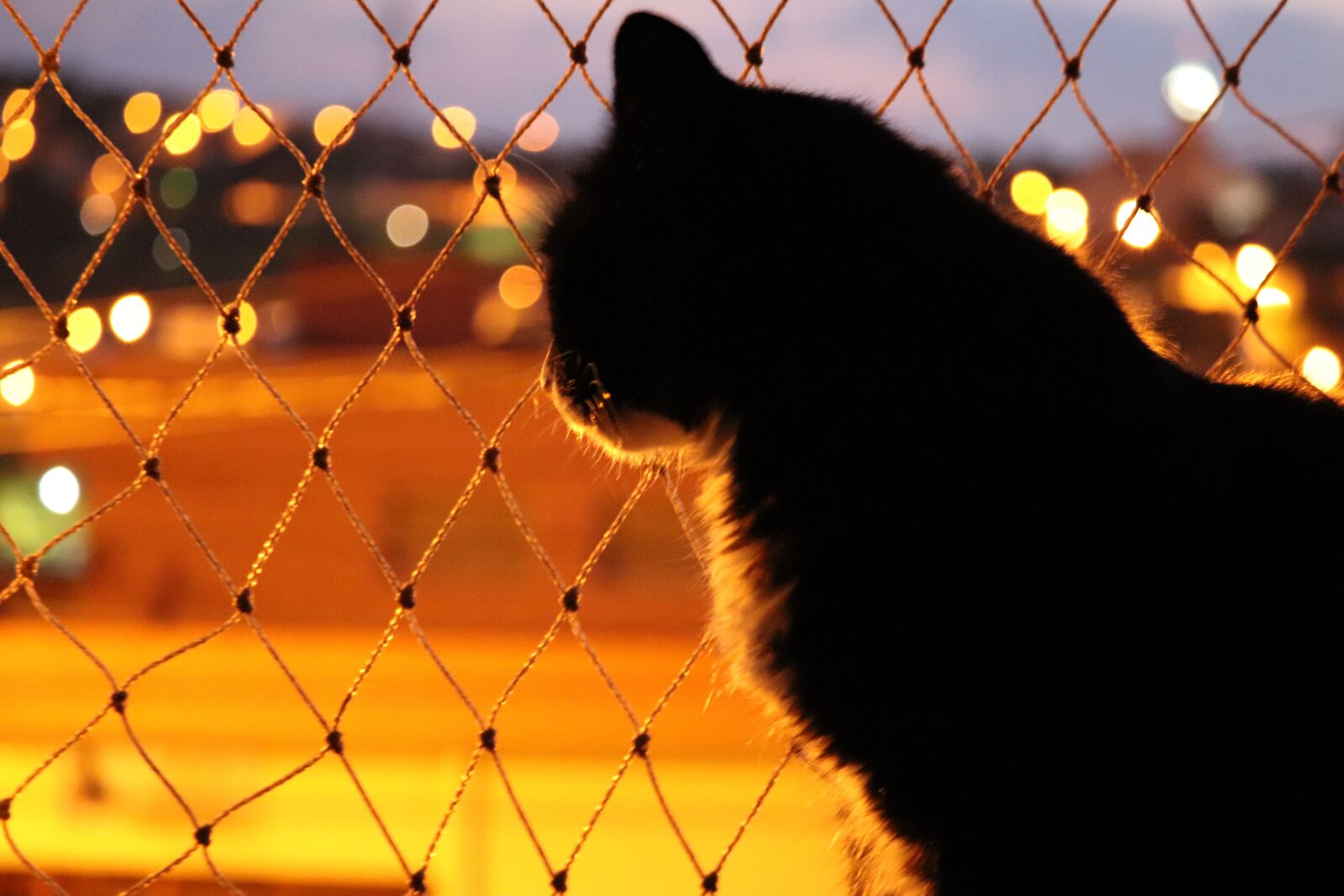 Canon EOS 200D (EOS Rebel SL2 / EOS Kiss X9) sample photo. Cat, night, screen photography
