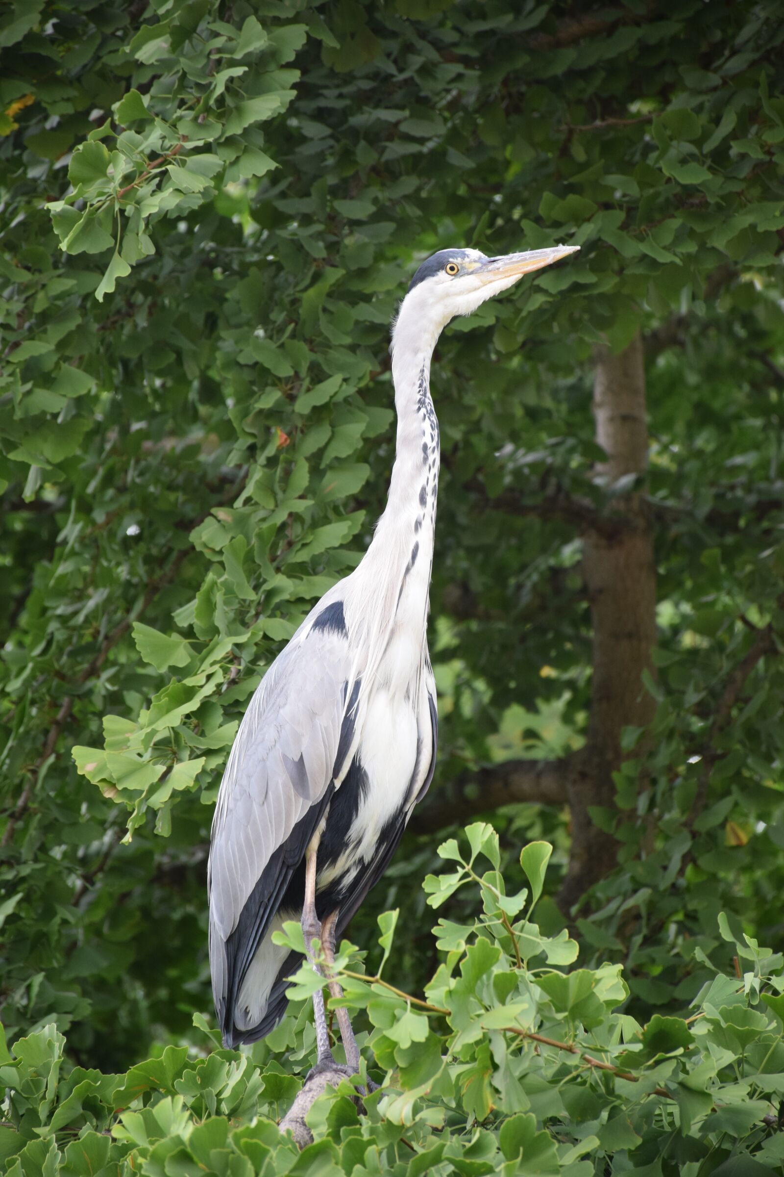 Nikon D3300 sample photo. Heron, gray, grey heron photography